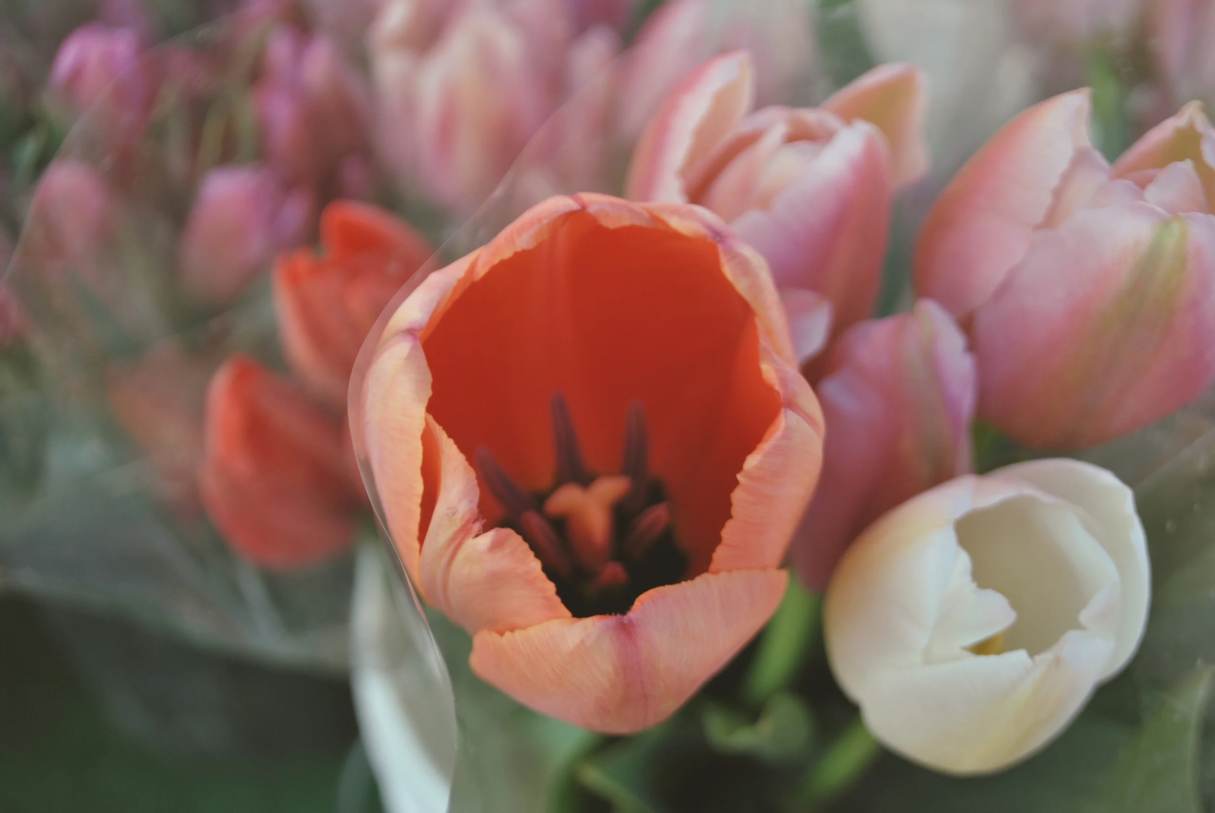 Tulips from a quick trip to San Francisco. 