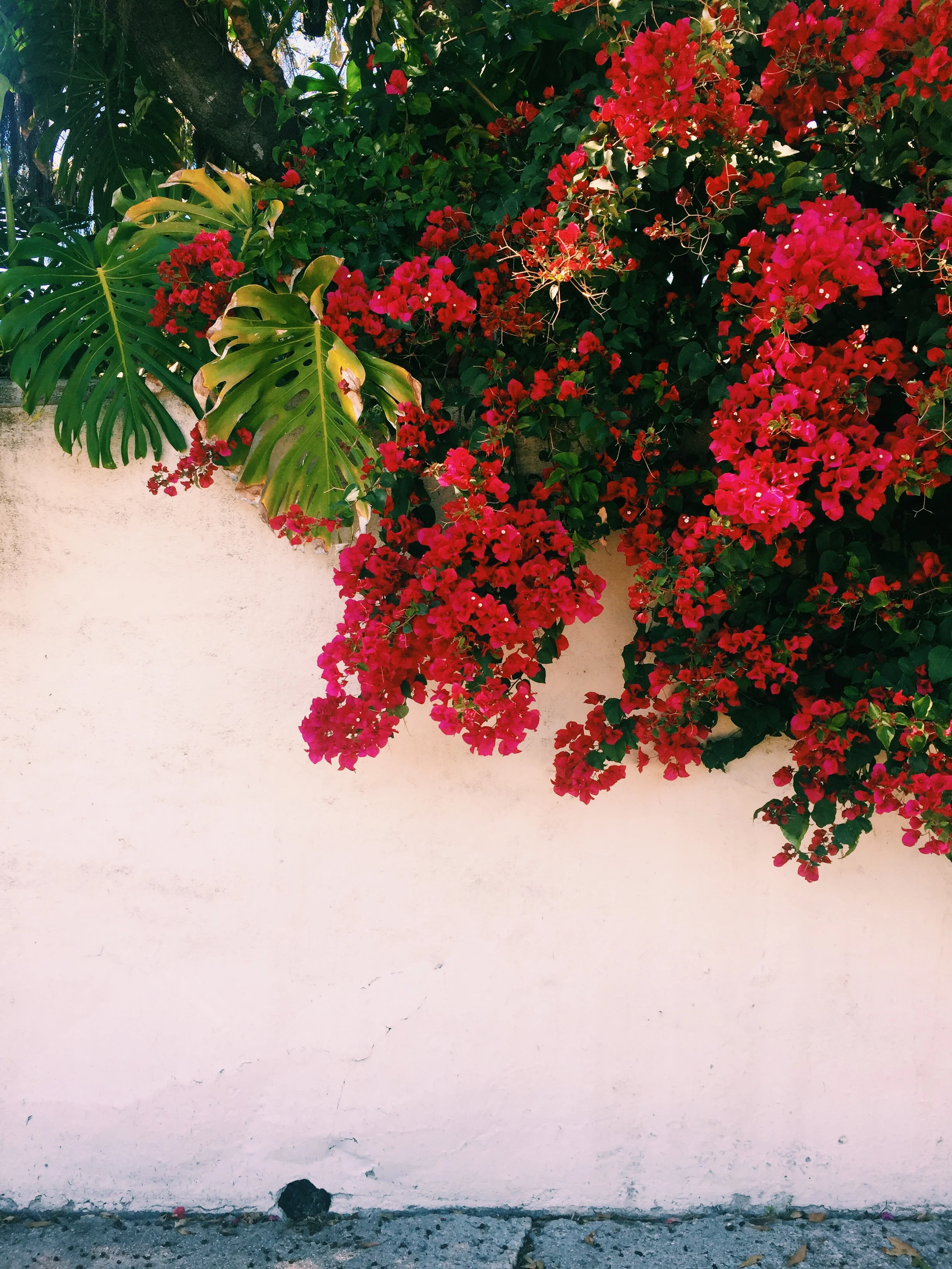 I am always scouting creative places to take outfit of the day photos. Today I was blown away by how many gorgeous walls my city has. Silly as that may sound I was in awe of the flowers, cactus and other gorgeous shrubbery that covered so many homes' fences. 