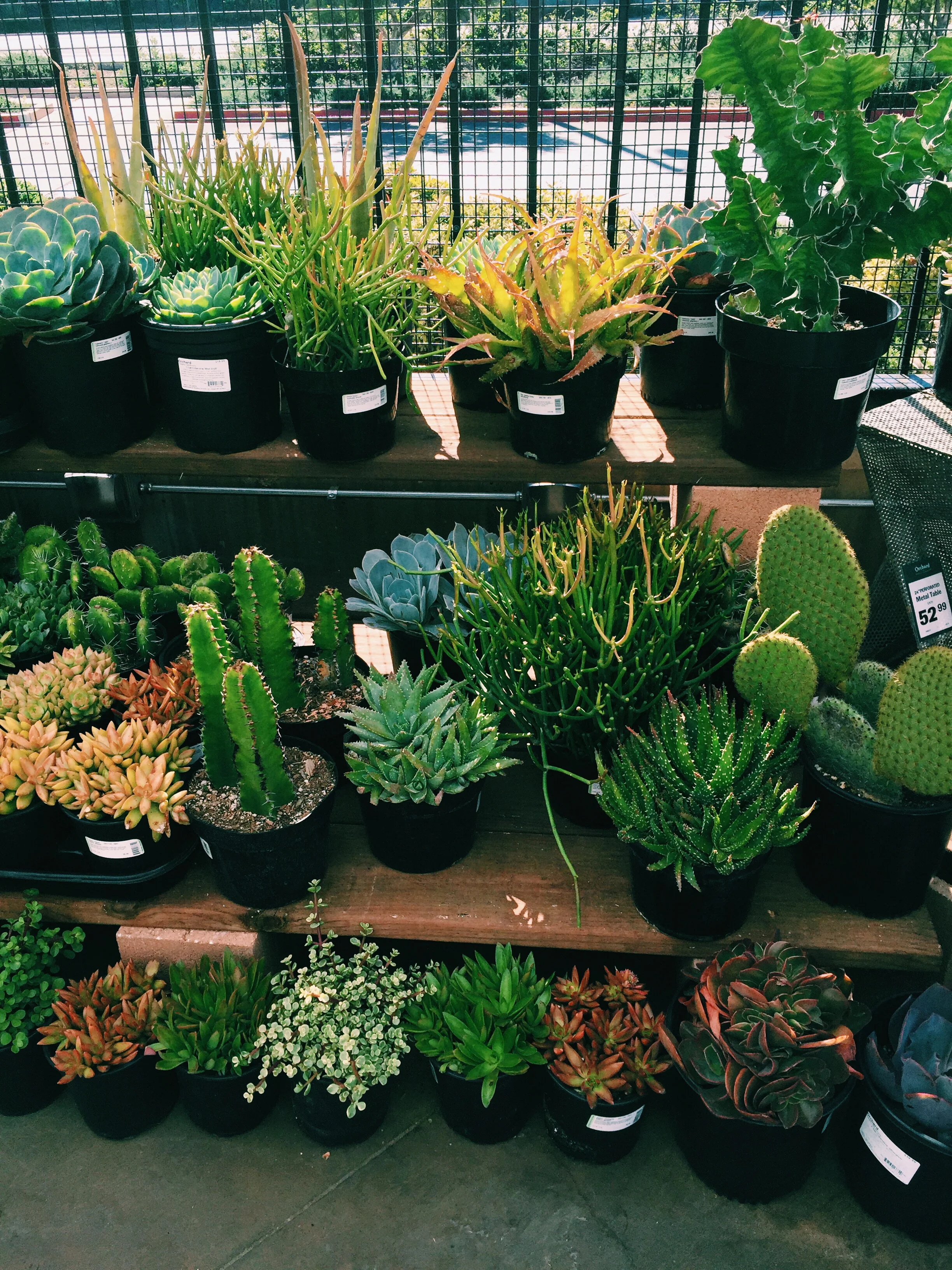 Spent some time plant shopping with our morning coffee. 