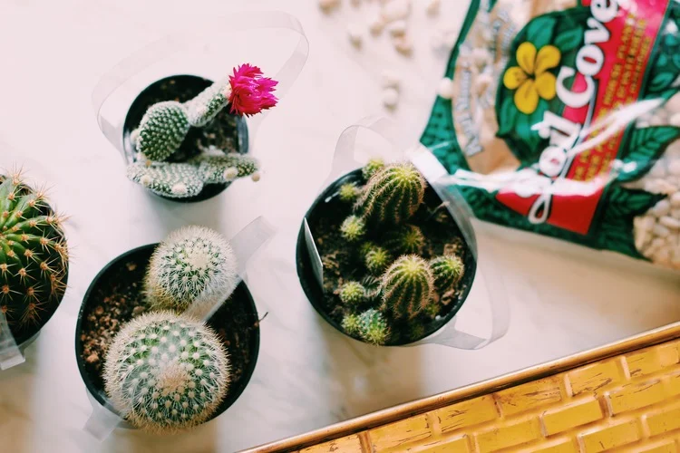 You will need: -some sort of pot or bowl -cactus or succulents -potting soil -decorative rocks 