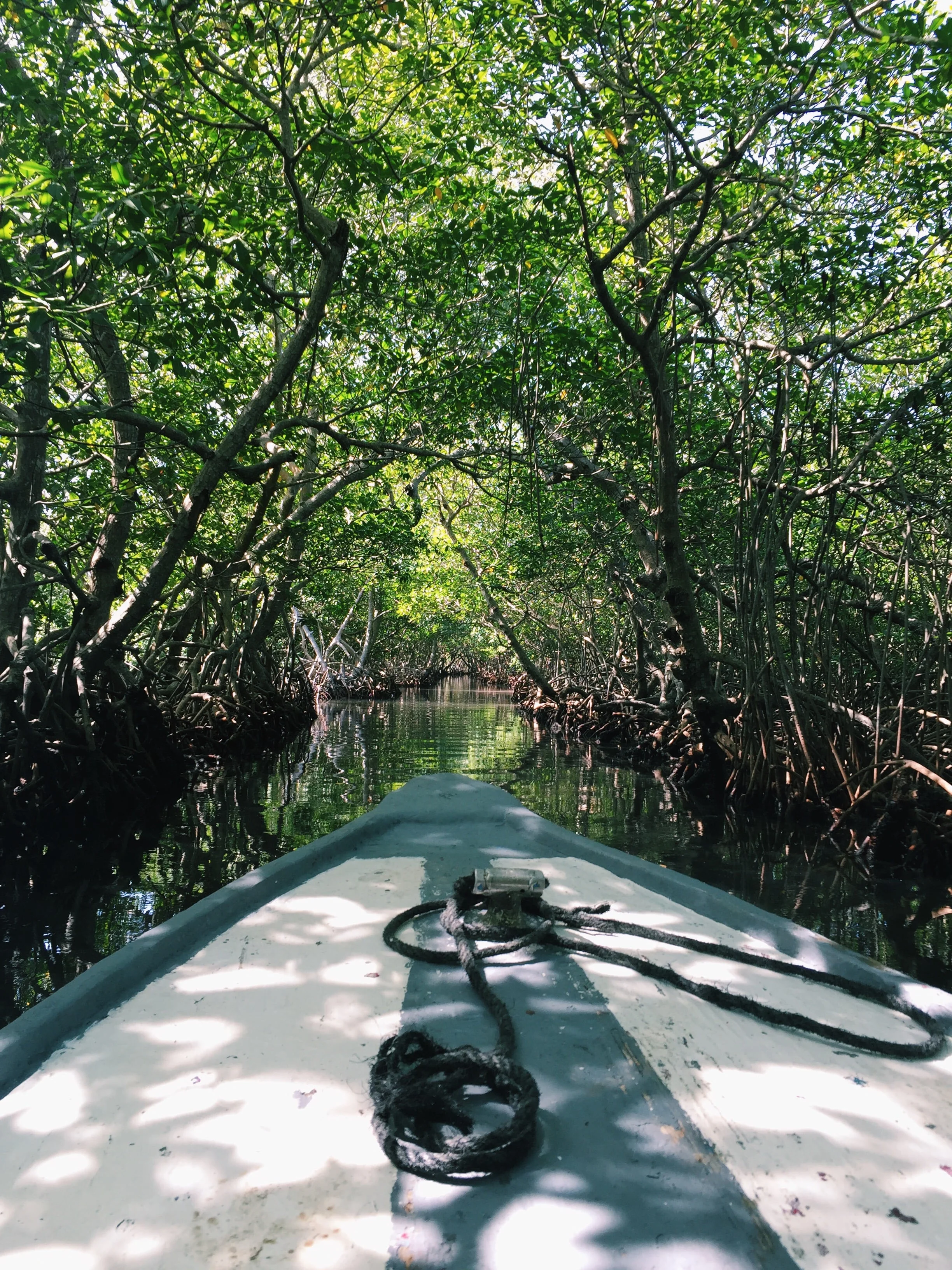 We took a tour of the mangroves! 