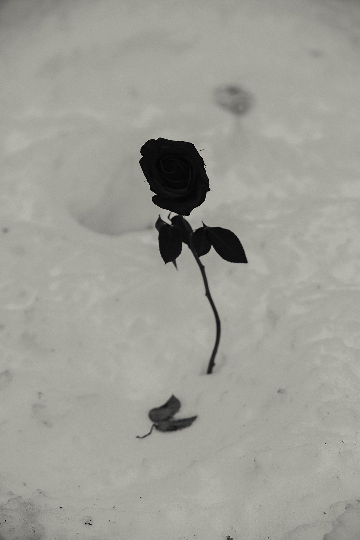  Dawit N.M., A Rose in Brownsville, Archival Pigment Print, 12” x 18”, 2021 