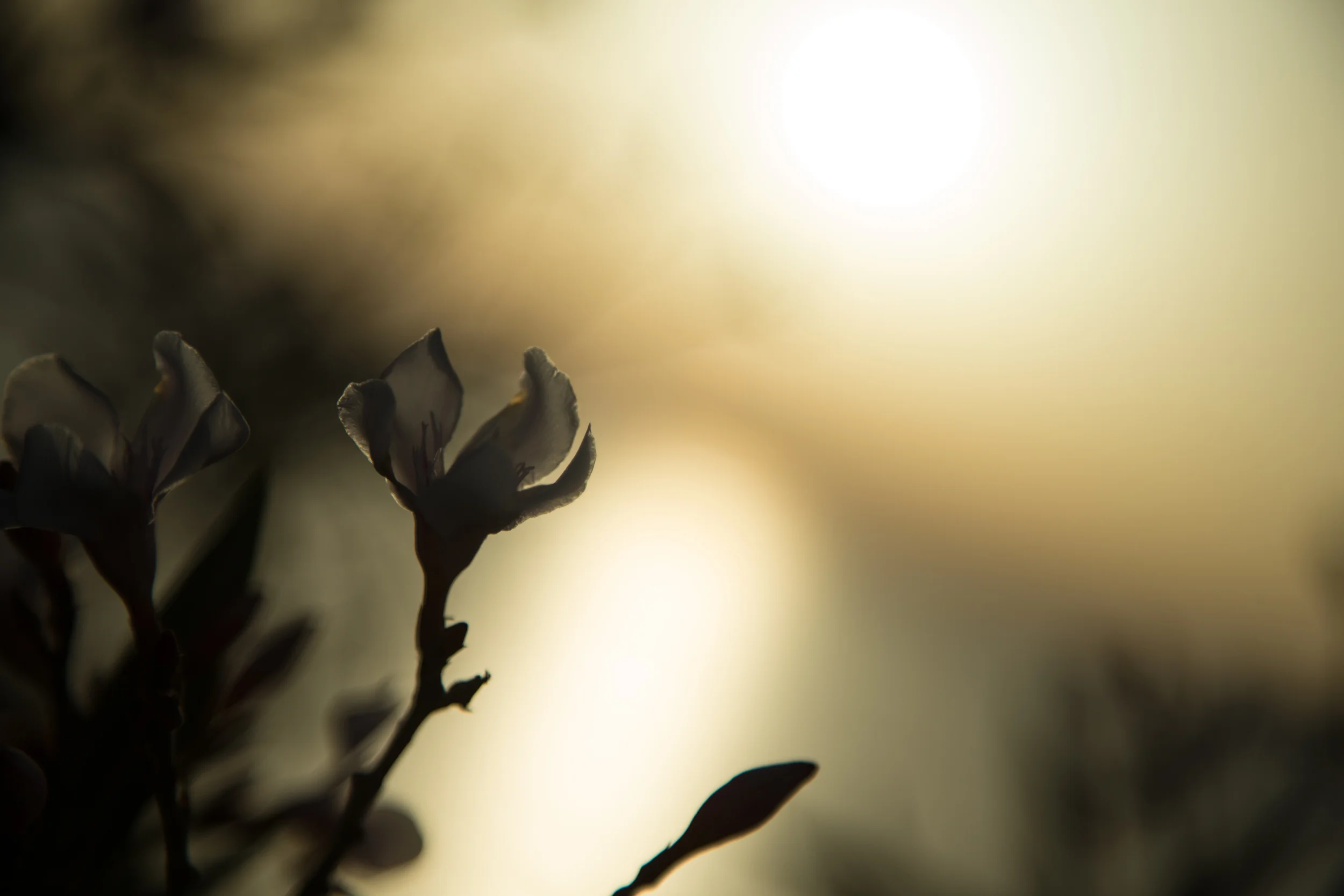 _81P6735.jpg