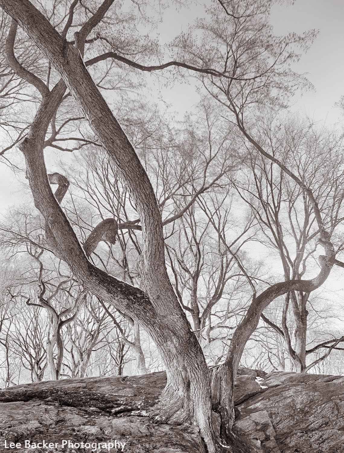 Elm Trees on Rock, Central Park, NYC