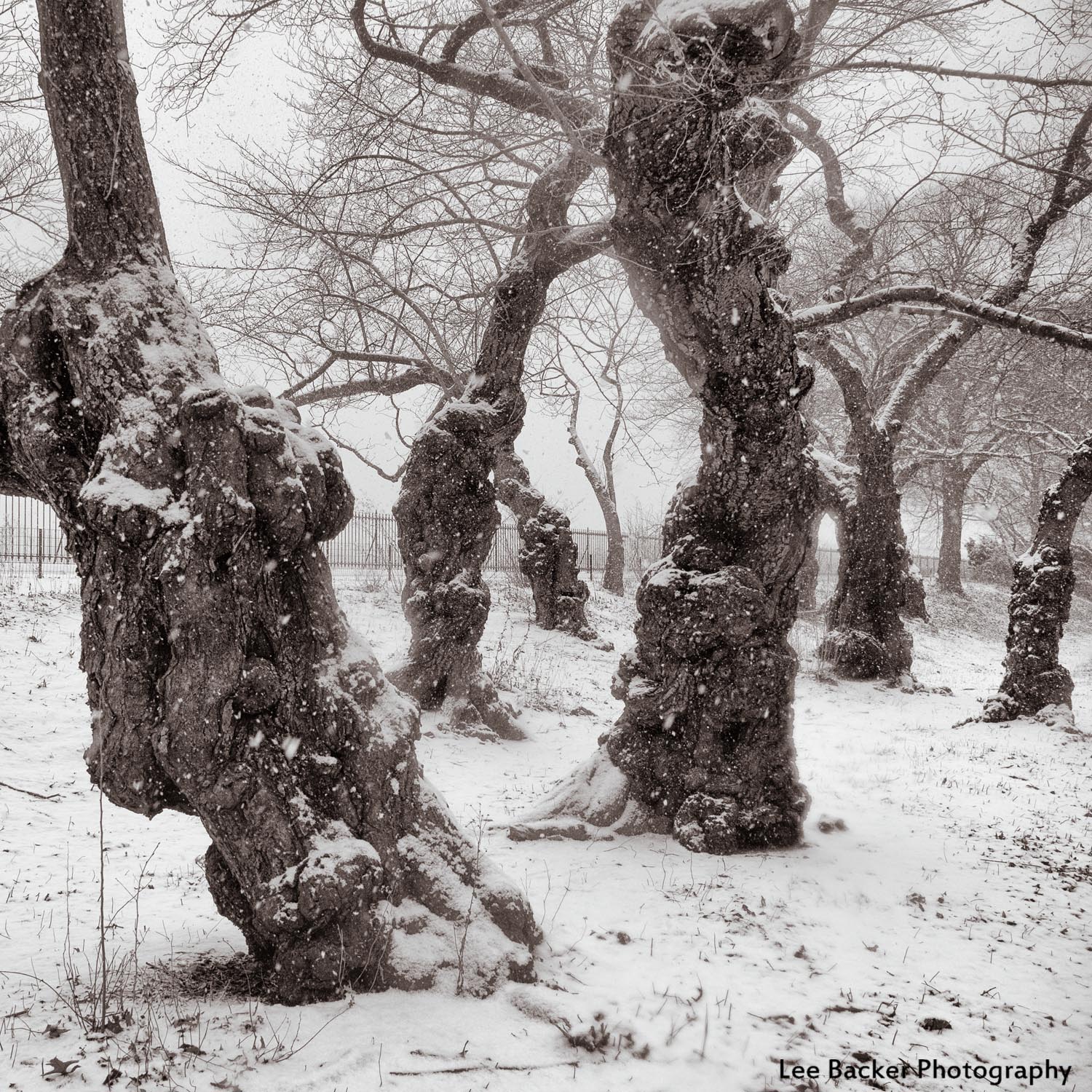 Yoshino Cherry Trees, Central Park, NYC