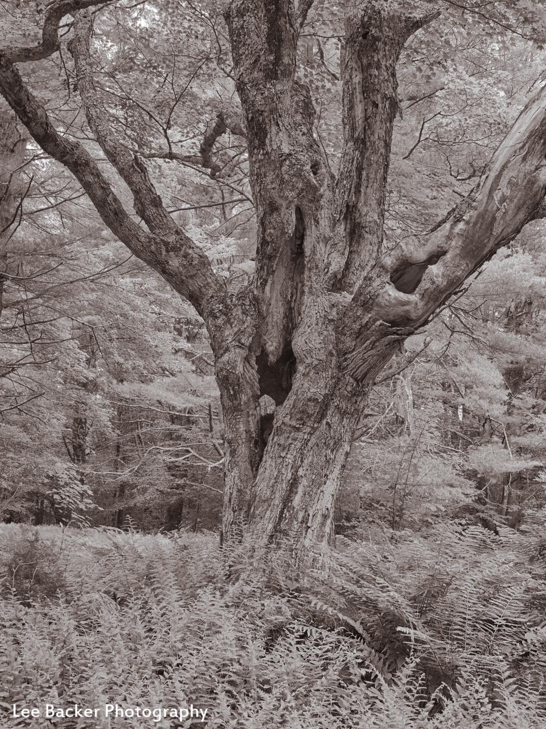 Maple Tree, Steepletop Reserve, New Marlborough, MA