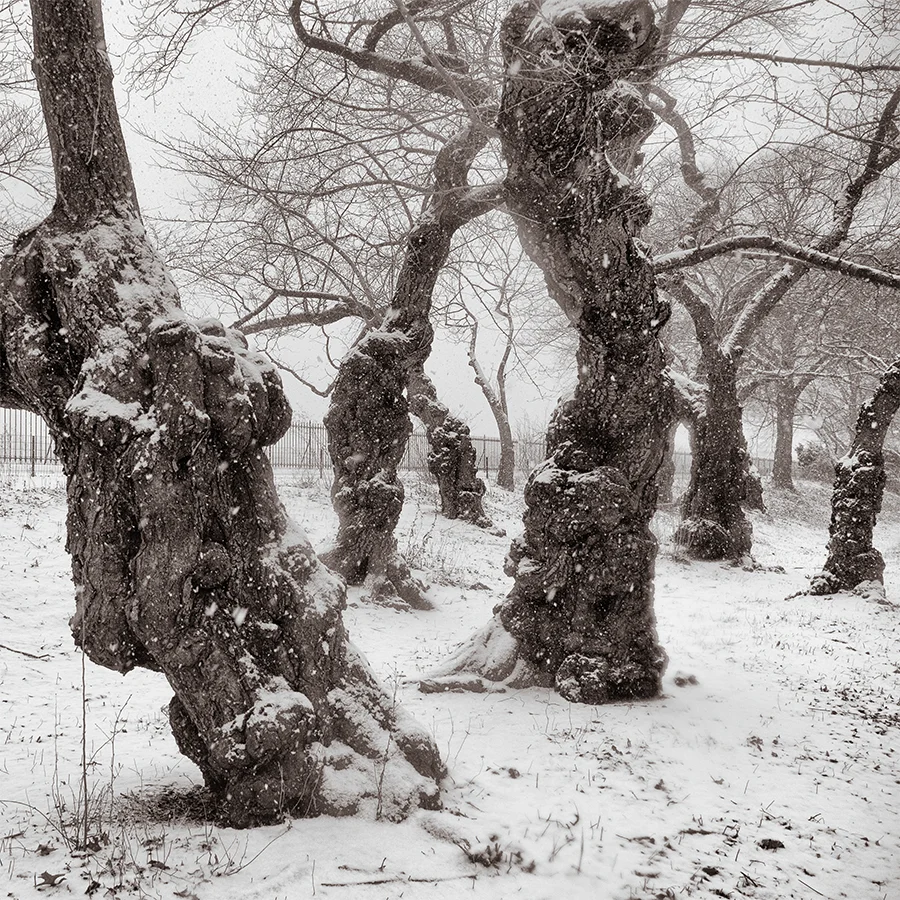 Yoshino Cherry Trees