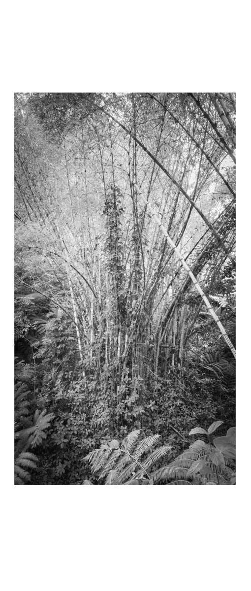 Bamboo Grove