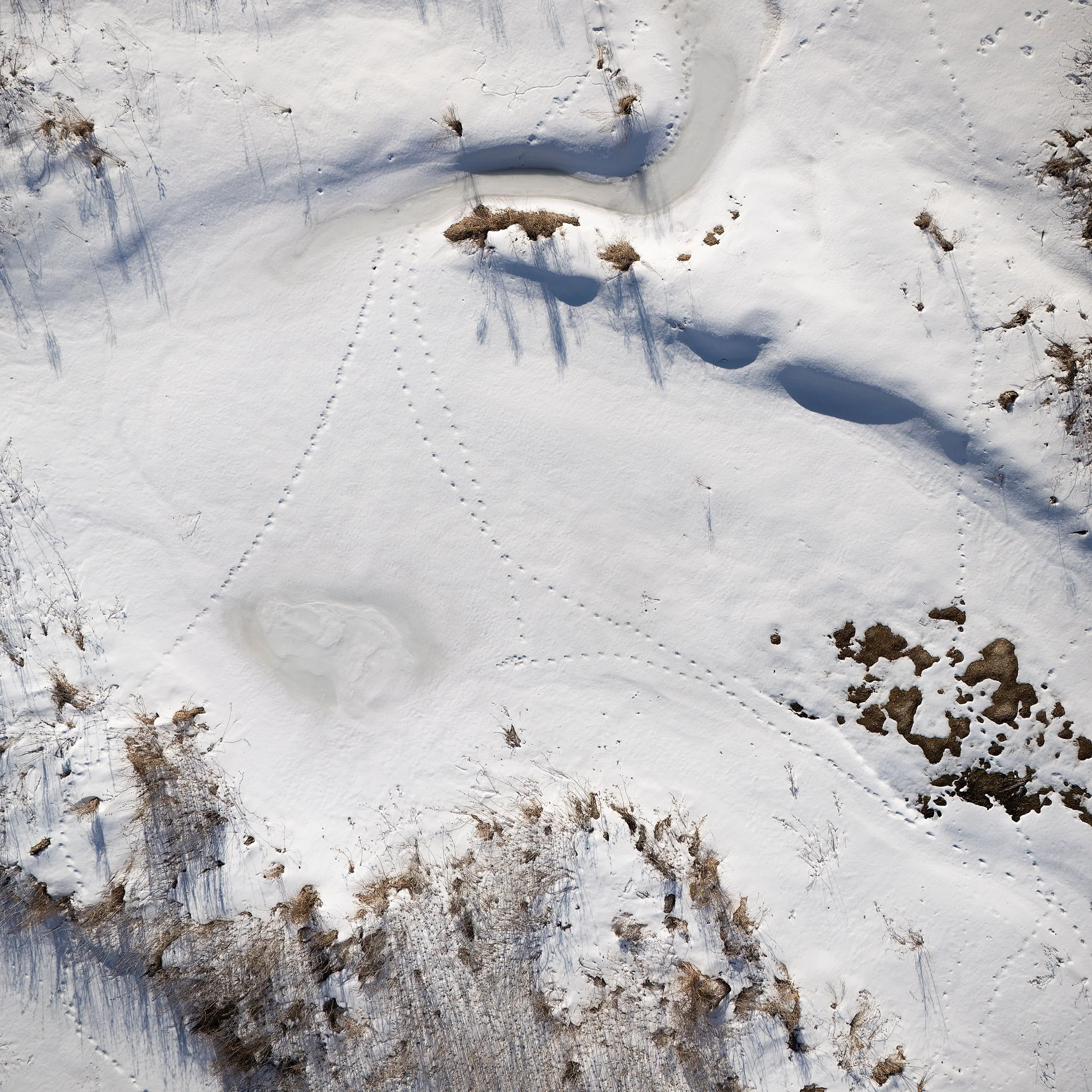 Tracks in Winter