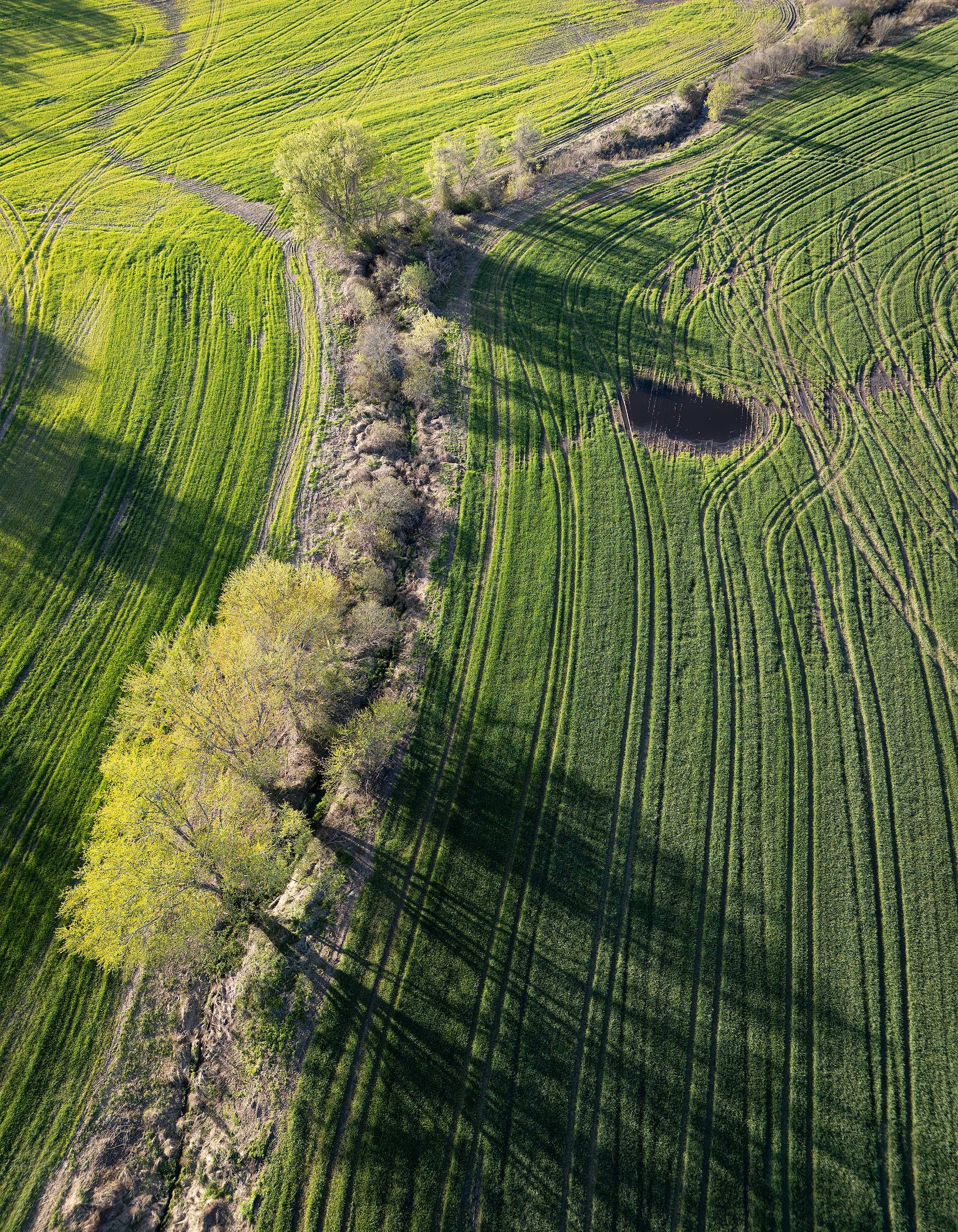 Tree Line, Spring