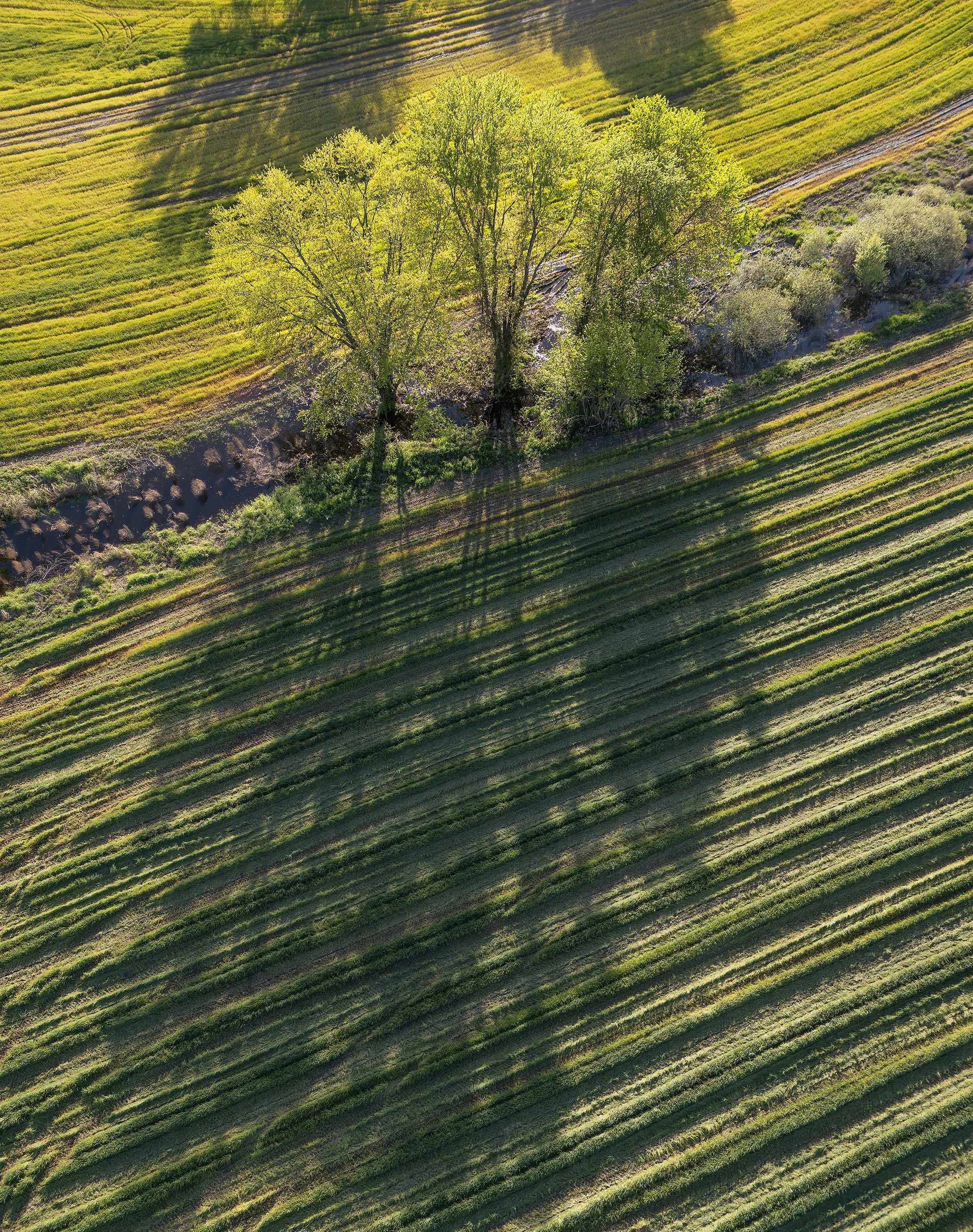 Three Trees