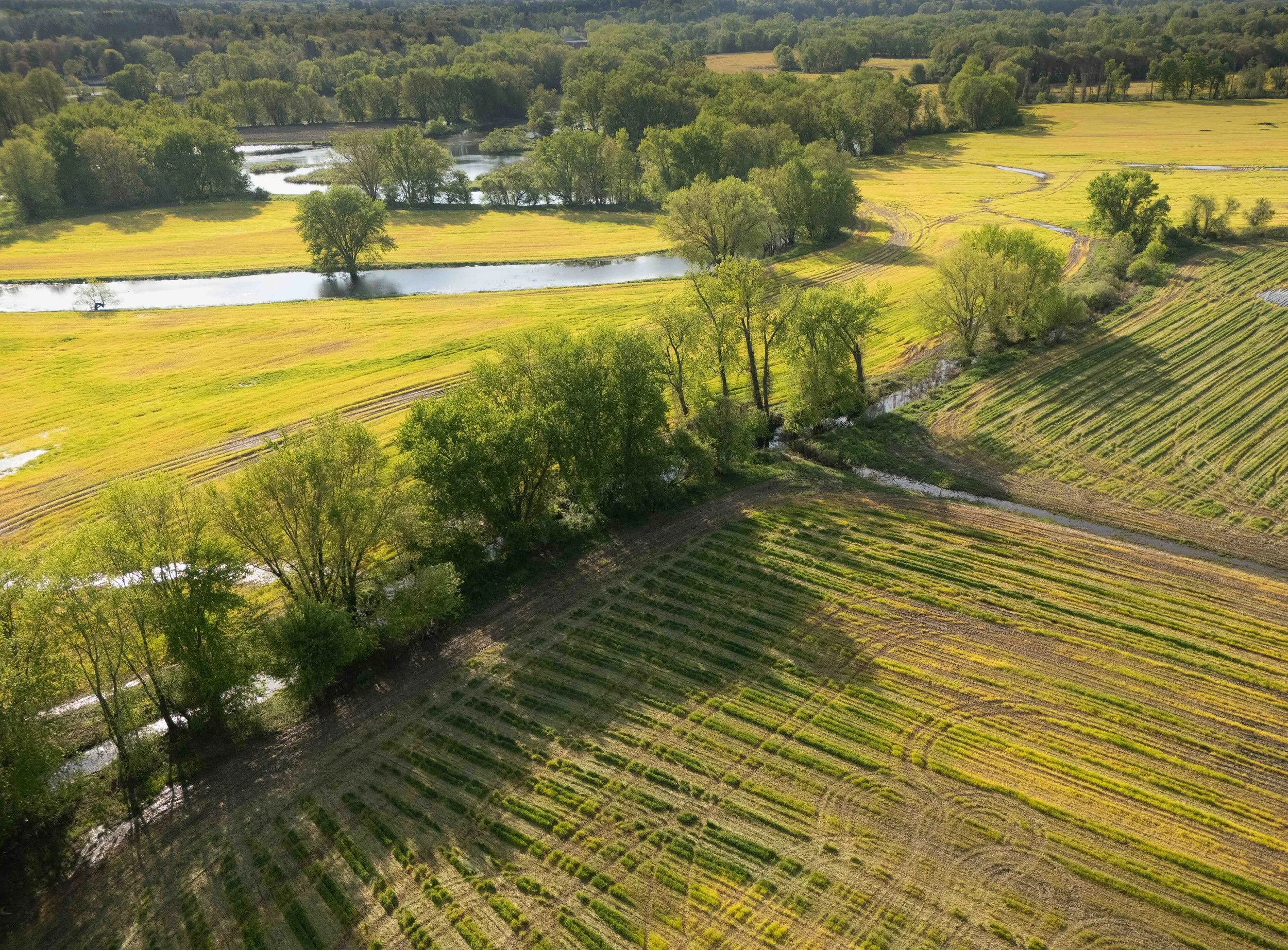 Fields in May