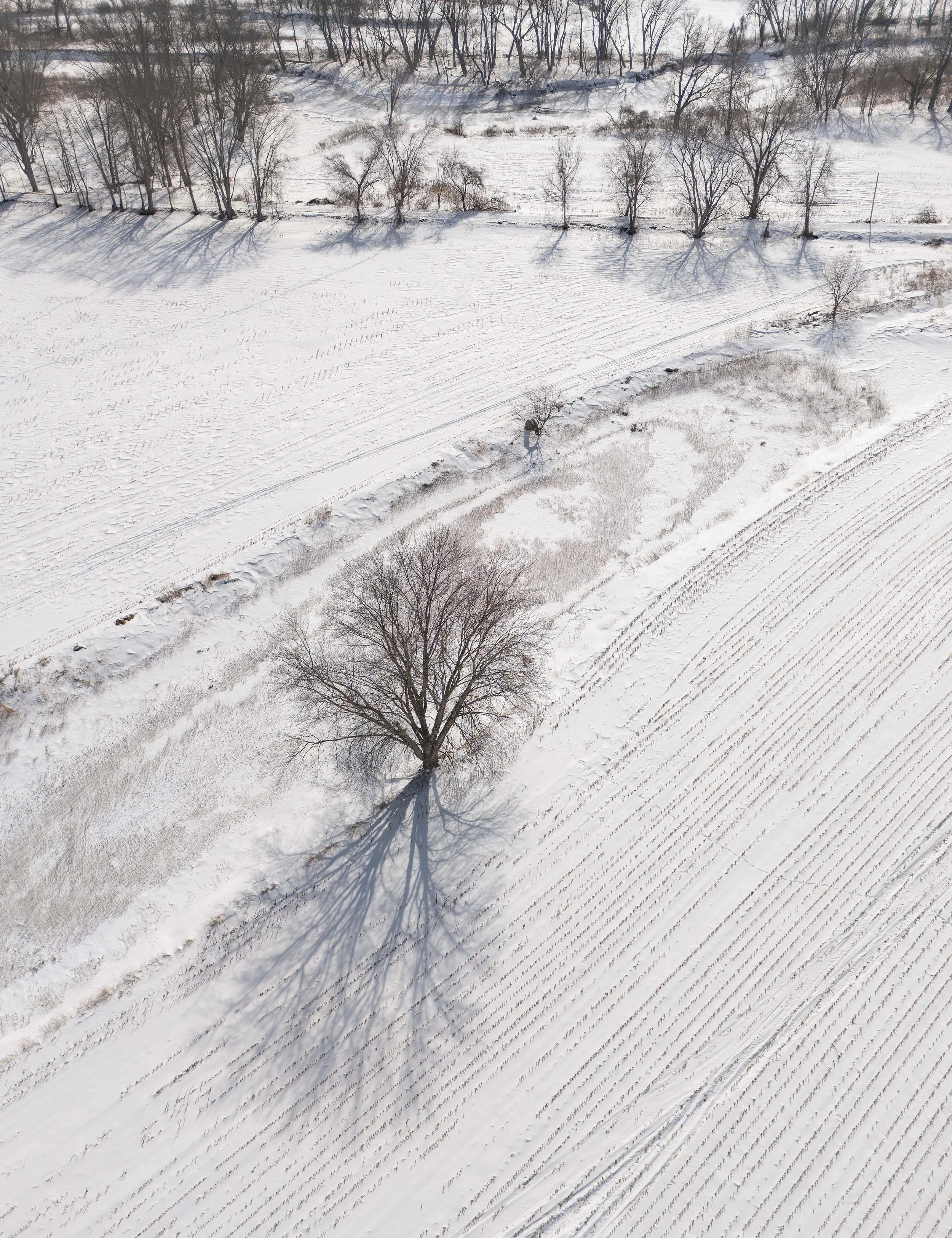Lone Tree, Winter