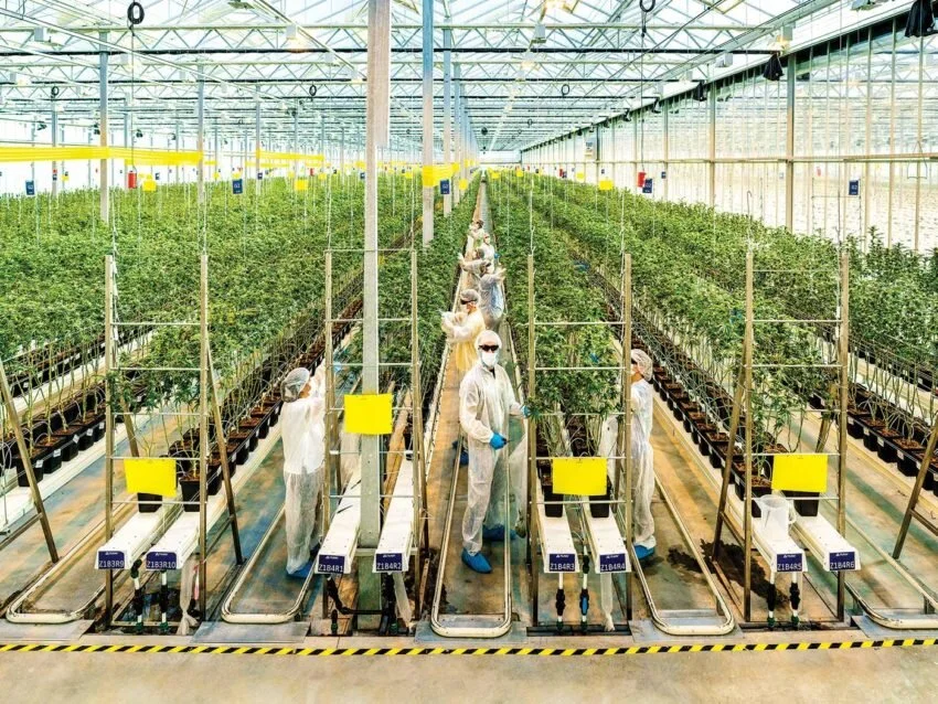 Harvard Business Review: Tilray’s CEO on Becoming the First Mover in a Controversial Industry