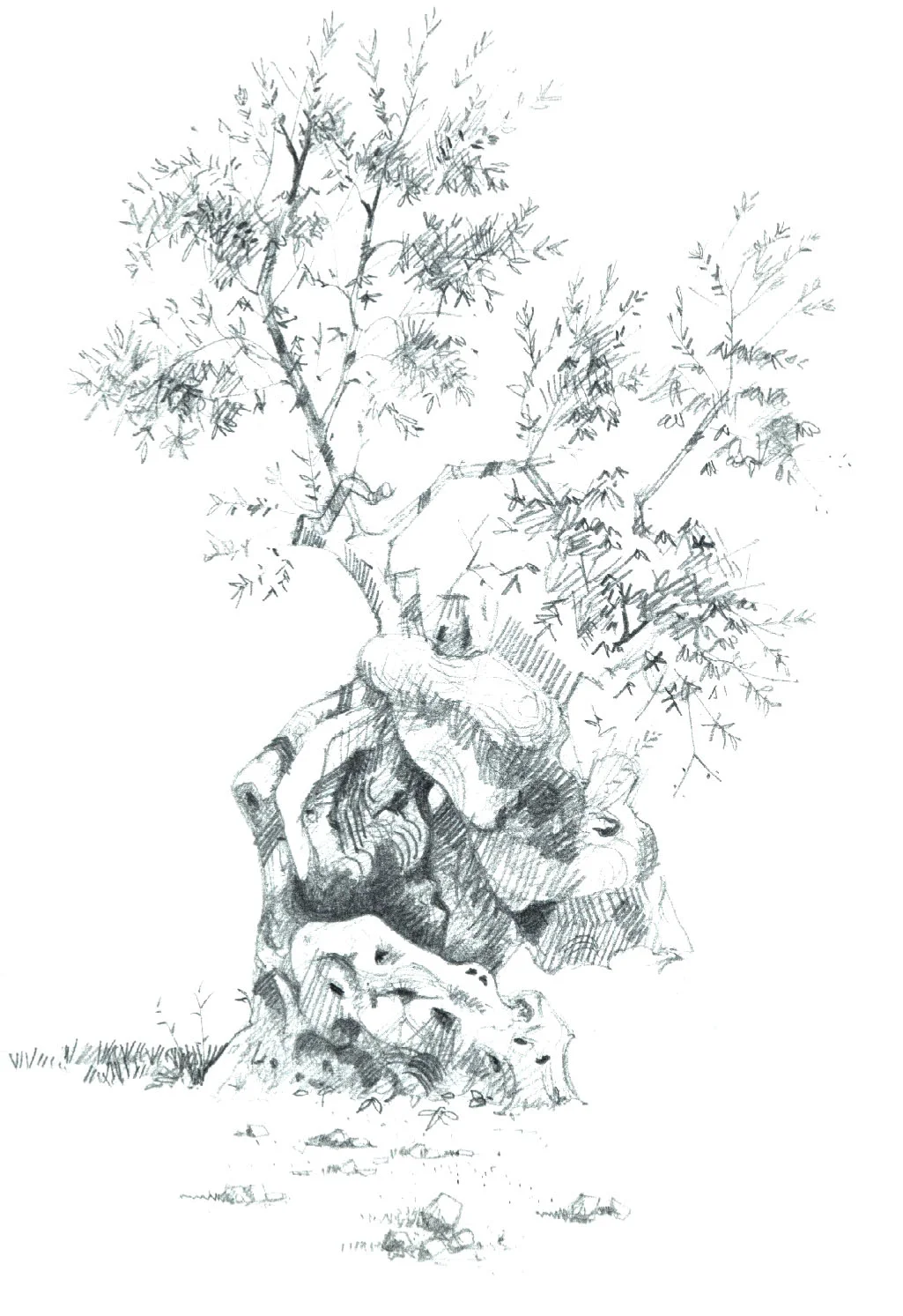 MuletaOliveTree-15px.jpg