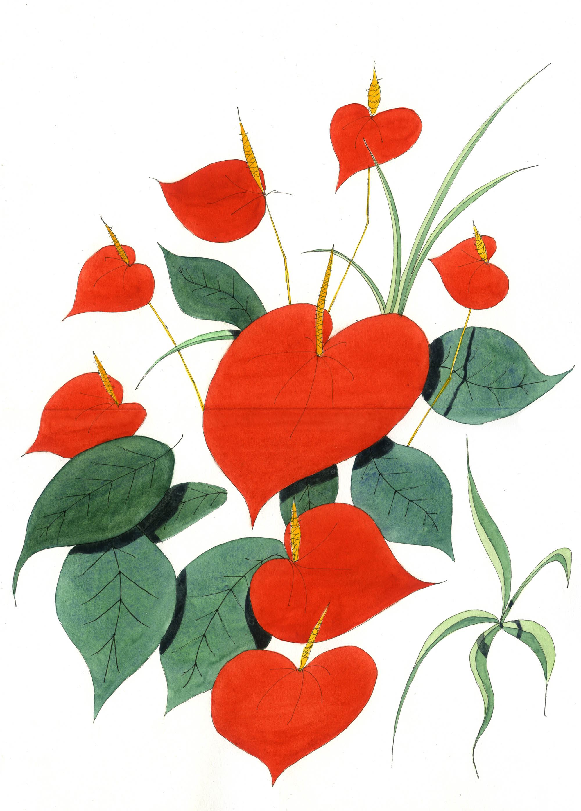 Anthurium at Sheffield Winter Garden