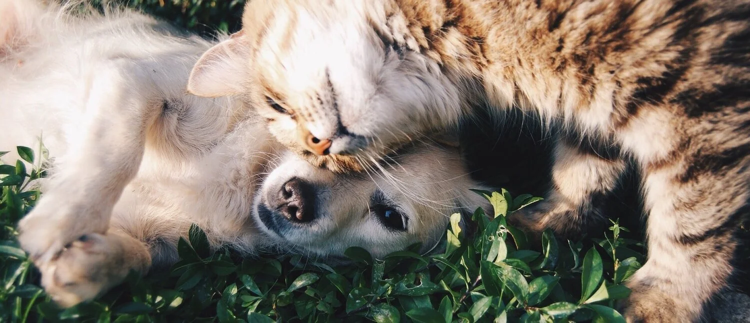dog_cat.jpg