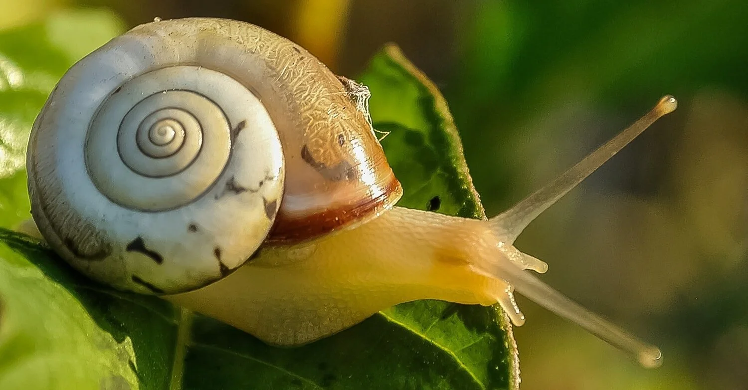 snail.jpg
