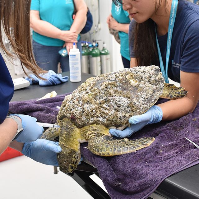 Say hello to Aardvark! This green sea turtle was found in Myrtle Beach, SC stranded on the beach. Aardvark is now at the @southcarolinaquarium where pieces of plastic have been found in his fecal matter. The aquarium has named him Aardvark to help educate the public on the harmful effects of plastic pollution. Stay tuned for more details on Aardvark's health, and stop by the aquarium to see him for yourself. We are proud to support the Aquarium and their efforts to rehabilitate sea turtles on the east coast.
#seaturtles #paperstraws #plasticpollution #awareness #southcarolina