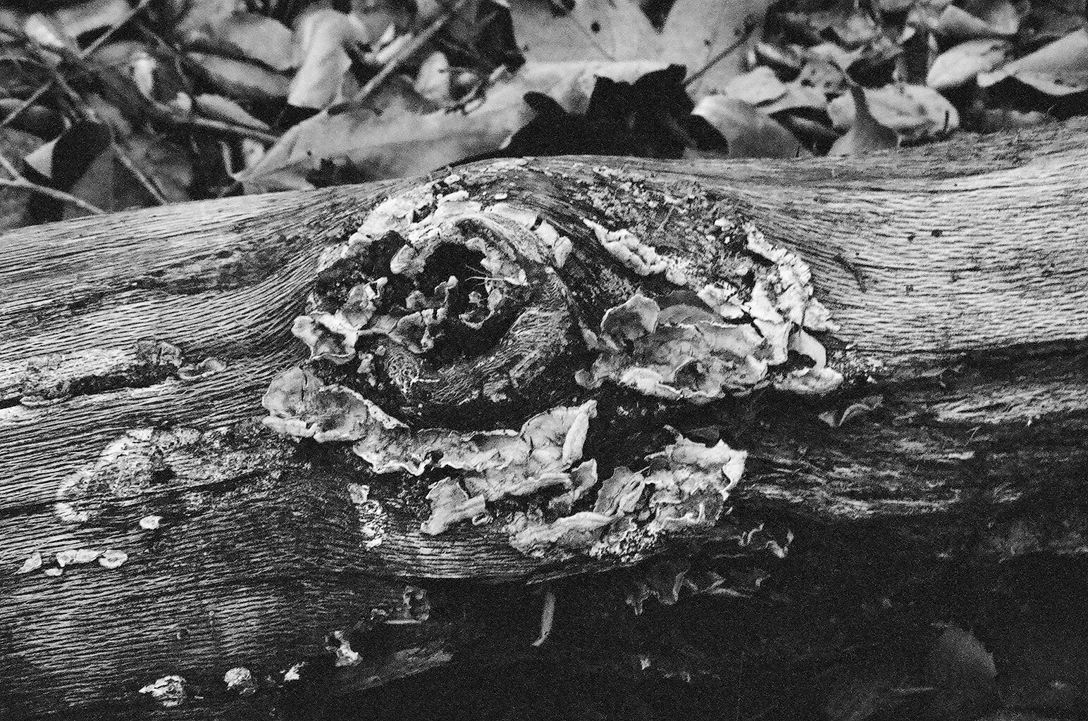  Angeles National Forest, California 2014. 