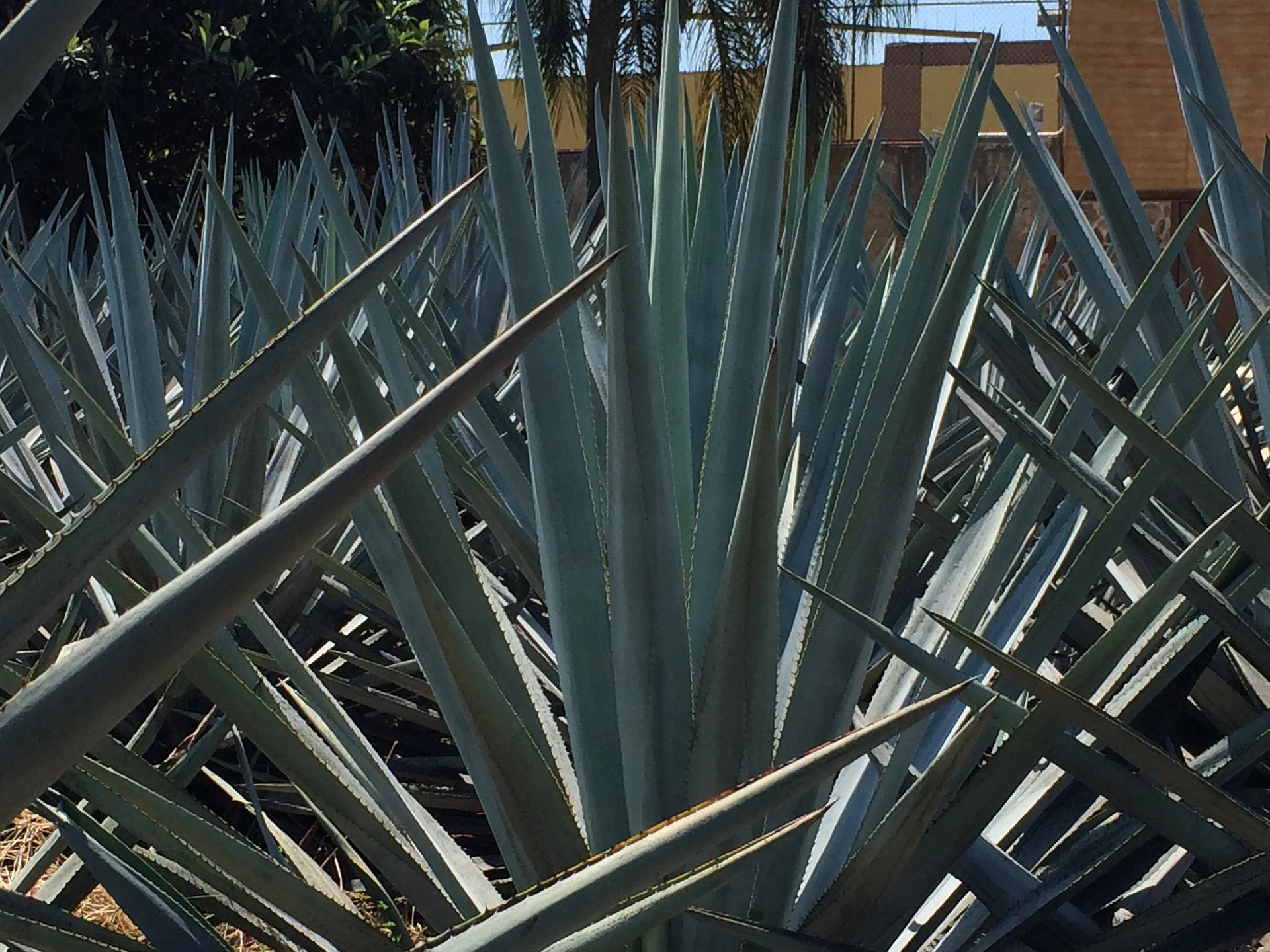 blue-agave-677322_1920.jpg