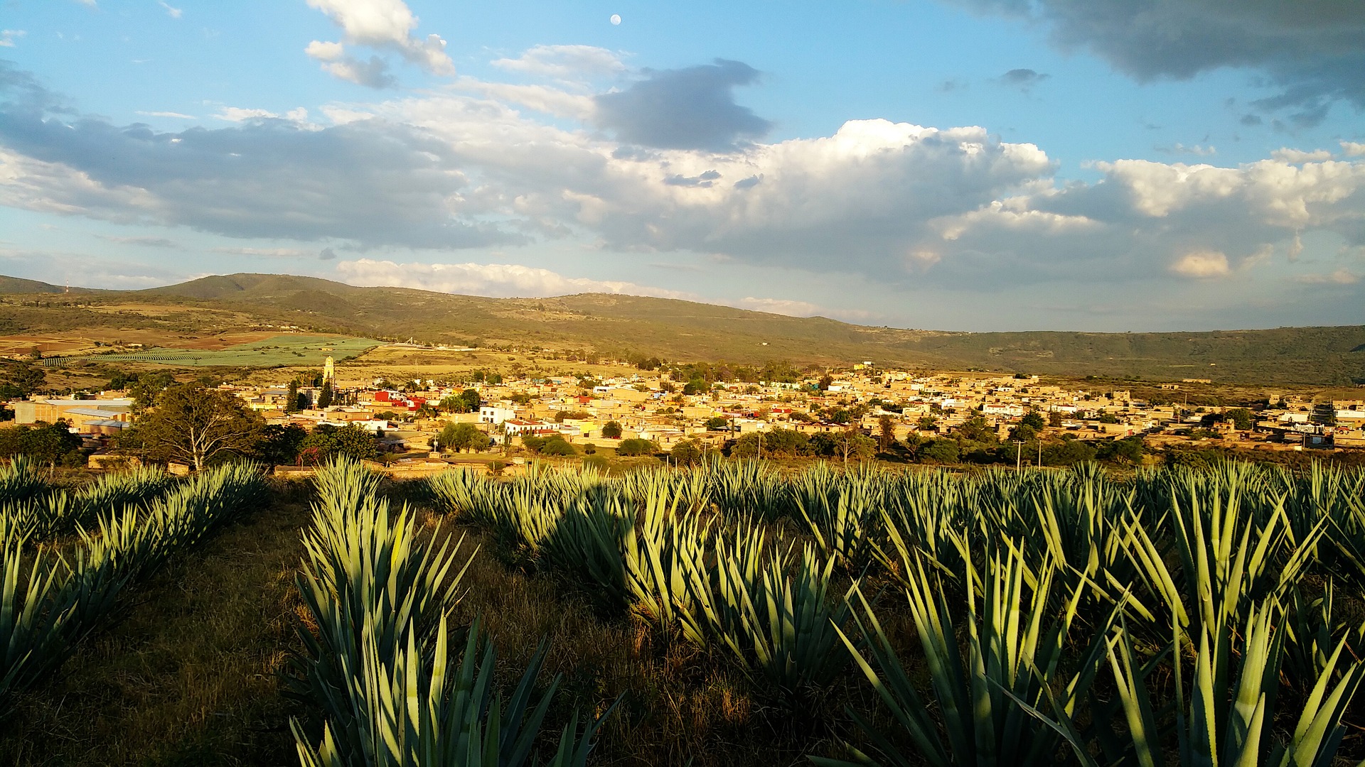 Blue agave fields in Mexico.