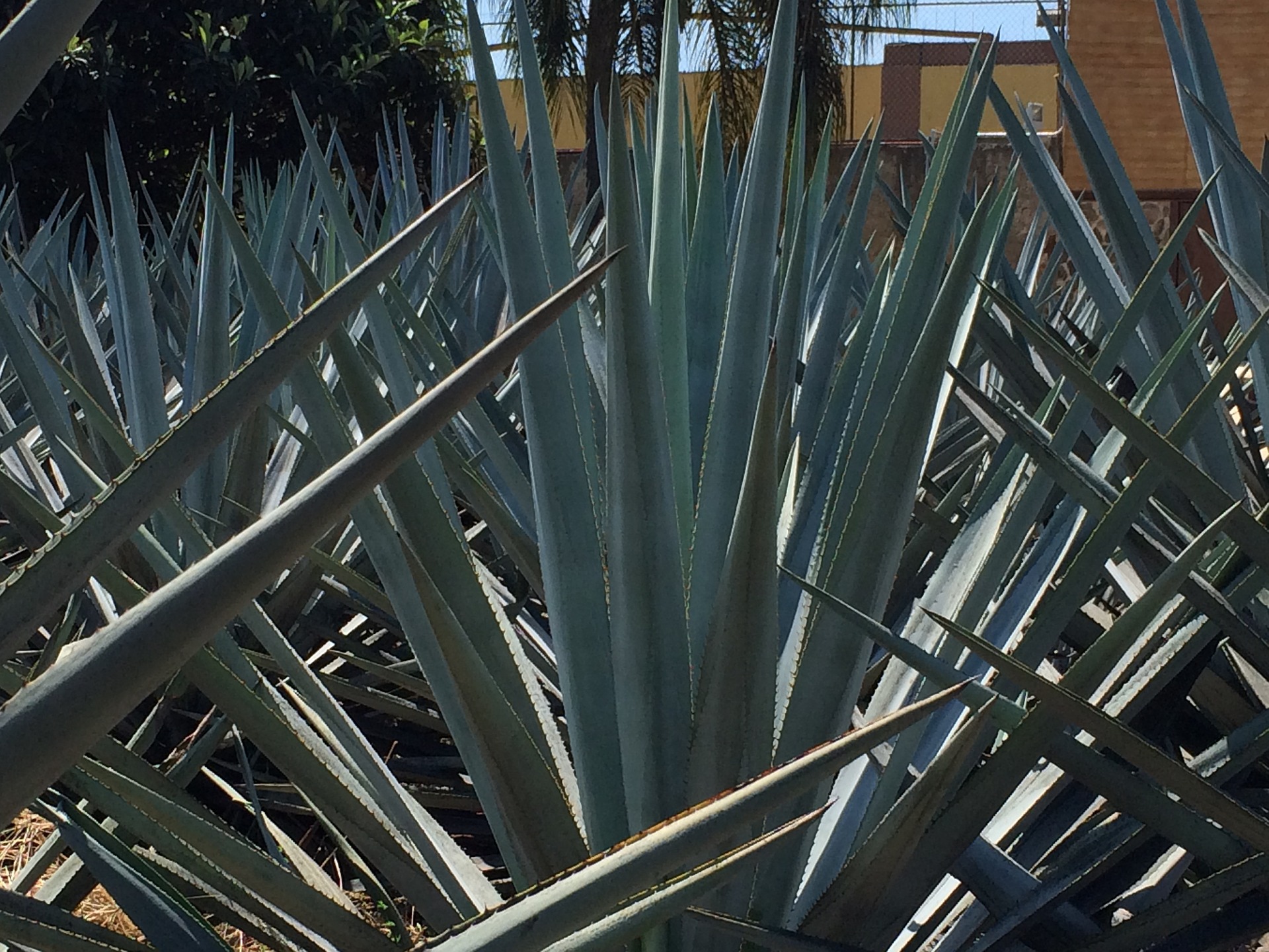 Blue agave plant.