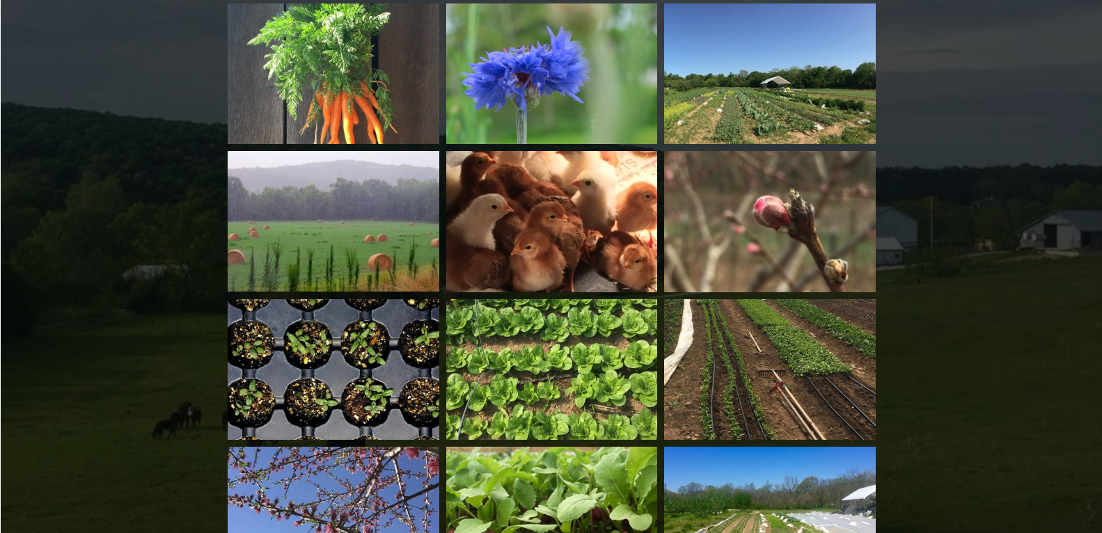 Winslows-Farm-gallery.png