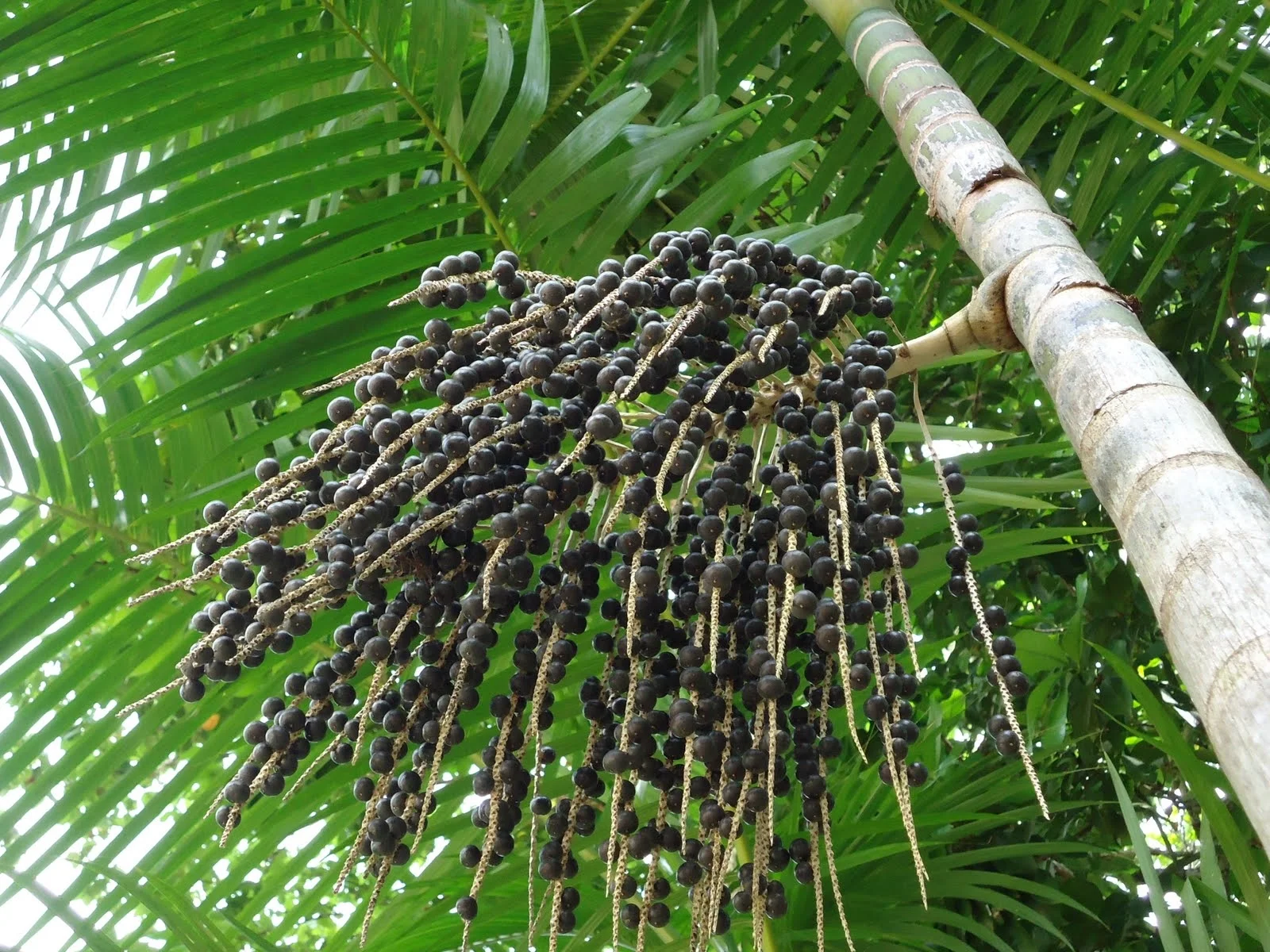 ACAÍ • Känd som världens nyttigaste frukt, helt sockerfri! • Innehåller omega 3,6 och 9, tio gånger mer antioxidanter än blåbär, 27 vitaminer/mineraler och fibrer. • Smaken påminner om kakao med vilda bär.