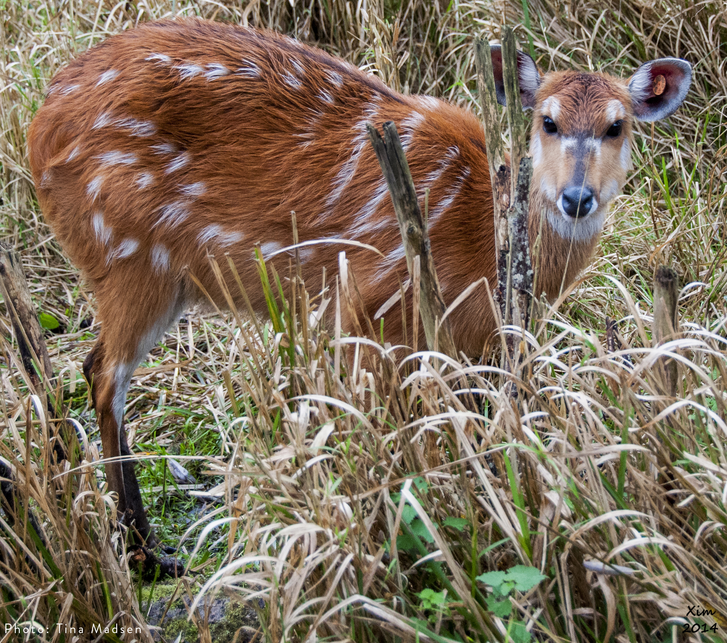 TM_sitatunga.jpg