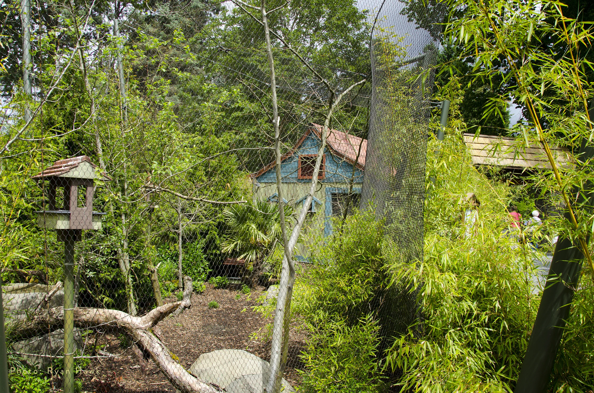 2013-06-19RHawk003BFRAviary_RH.jpg
