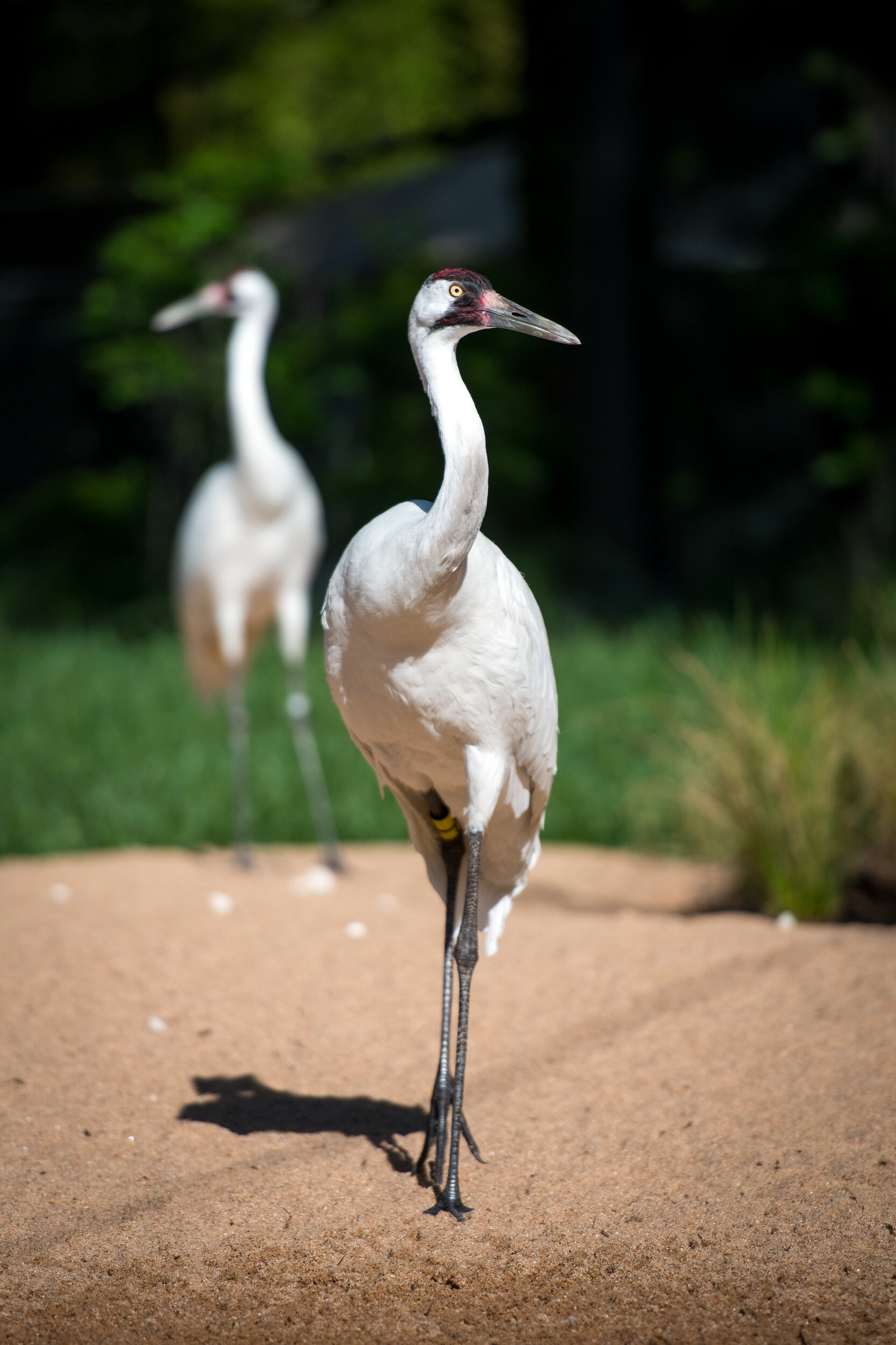  Photo: Stephanie Adams, Houston Zoo  