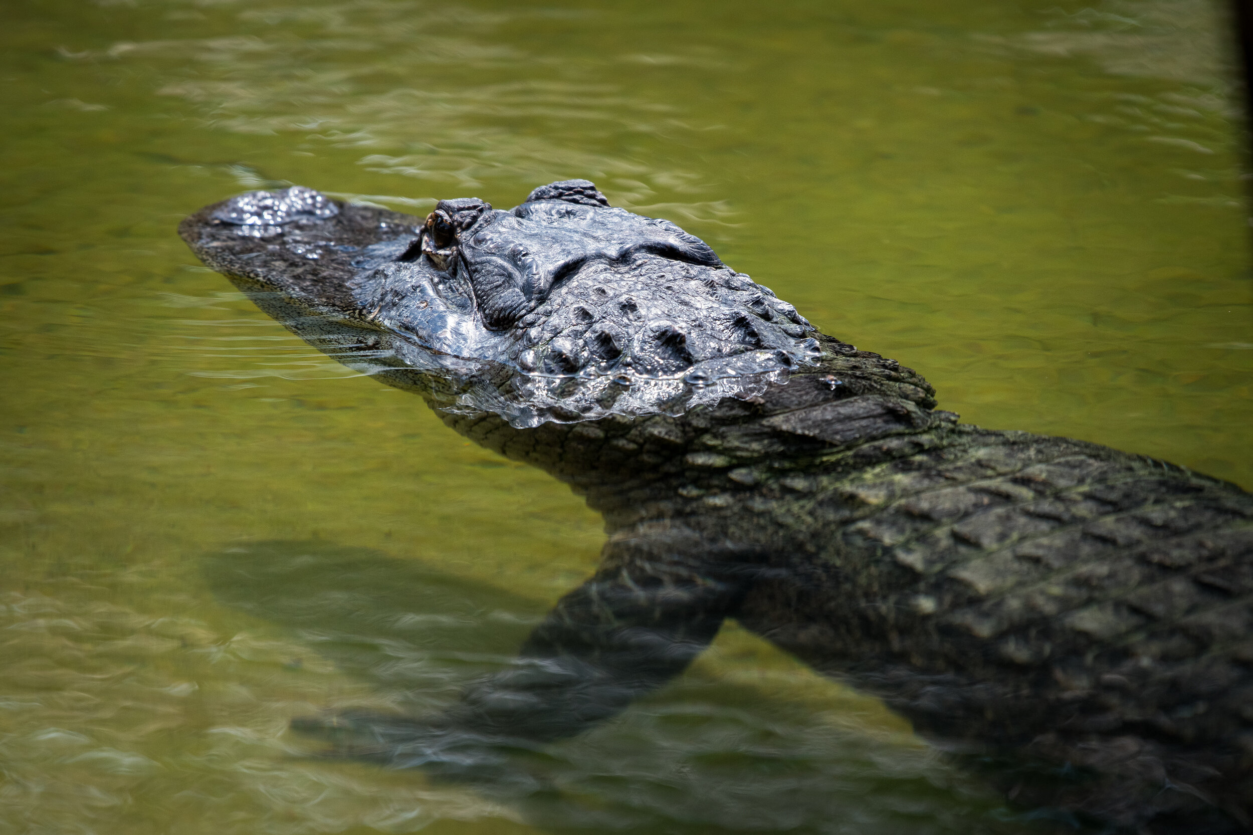   Photo: Stephanie Adams, Houston Zoo  