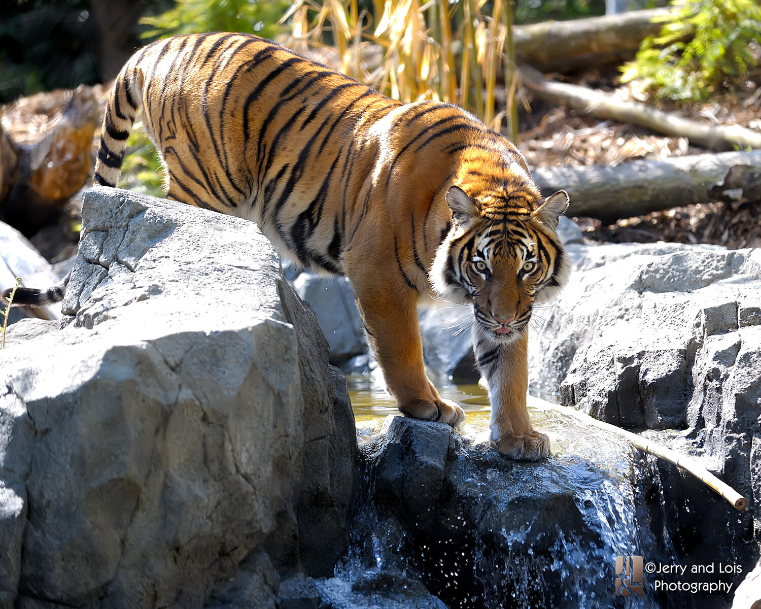 Woodland Park Zoo | Banyan Wilds