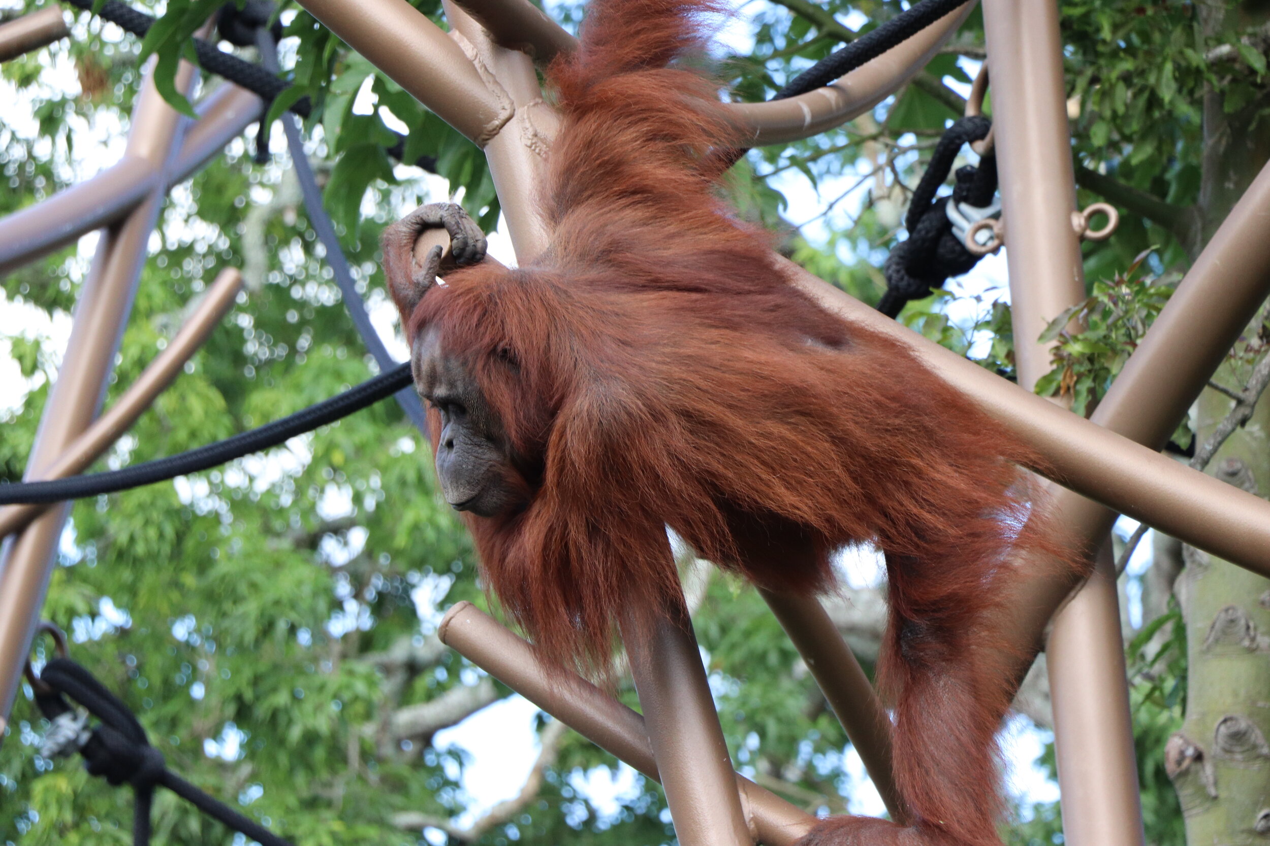 Auckland Zoo | Southeast Asia - Orangutan