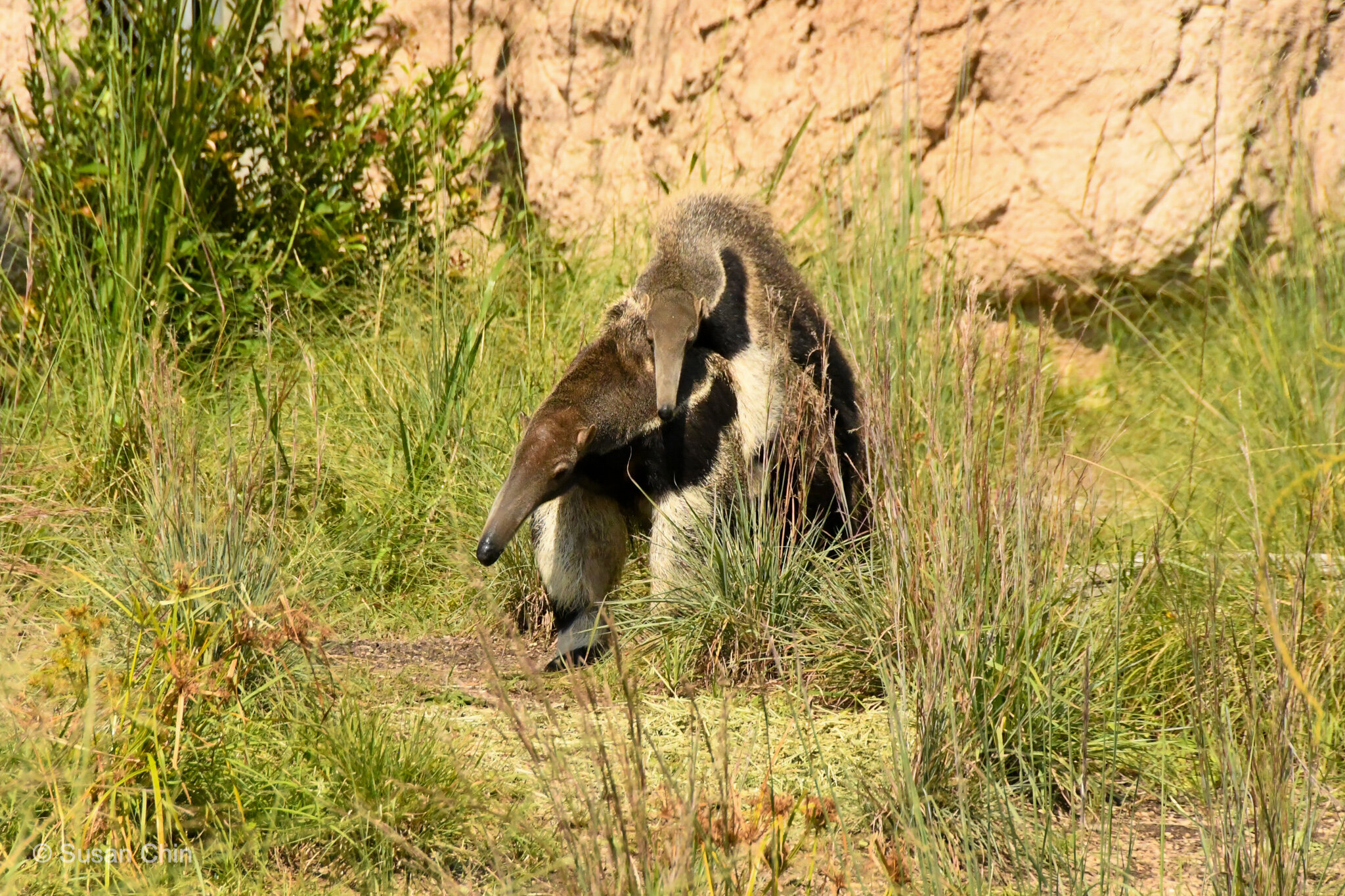 Houston Zoo | Pantanal