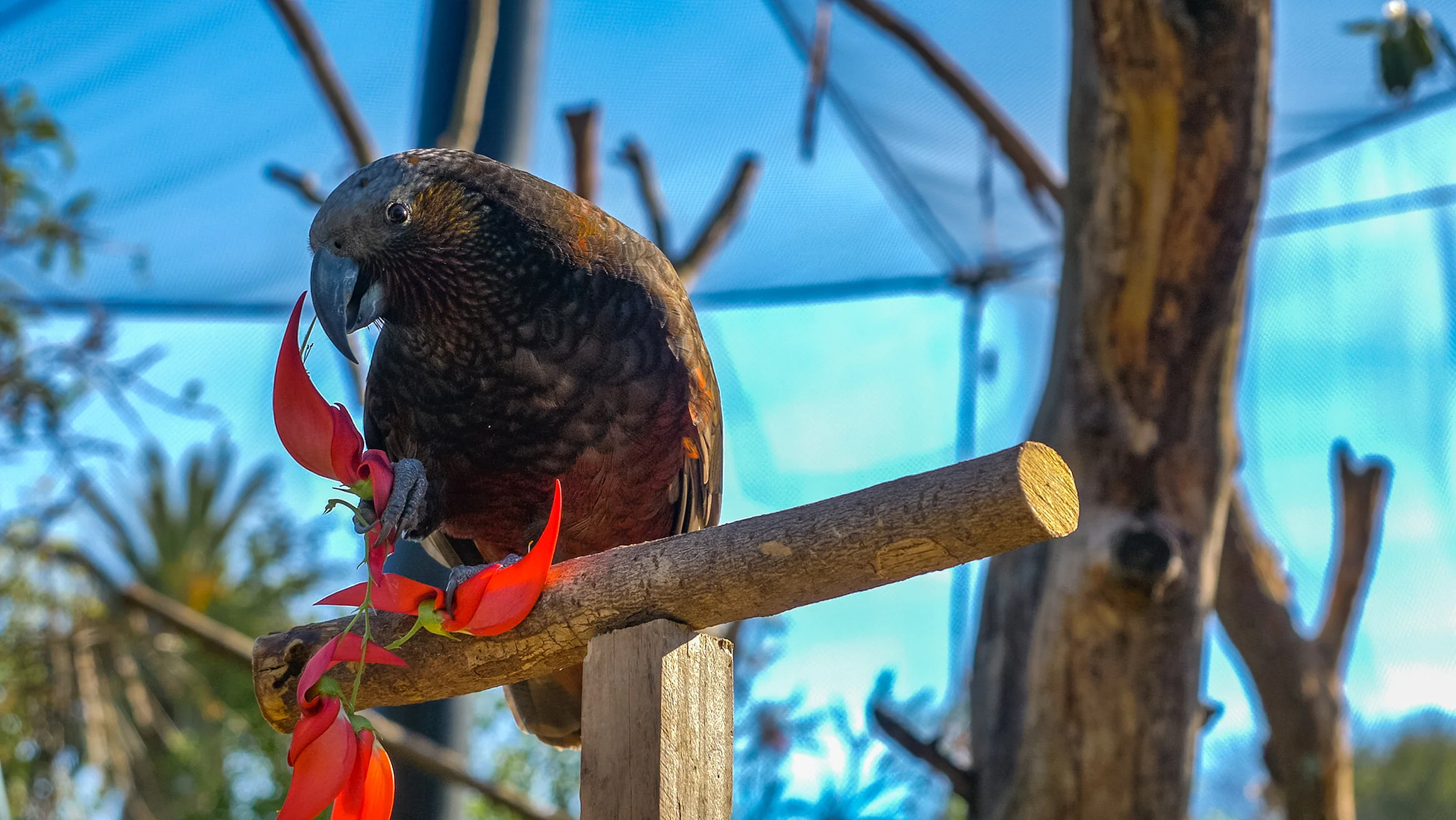 Wild Base_Screen Shot 2020-09-28 2September 28-2020_w.jpg