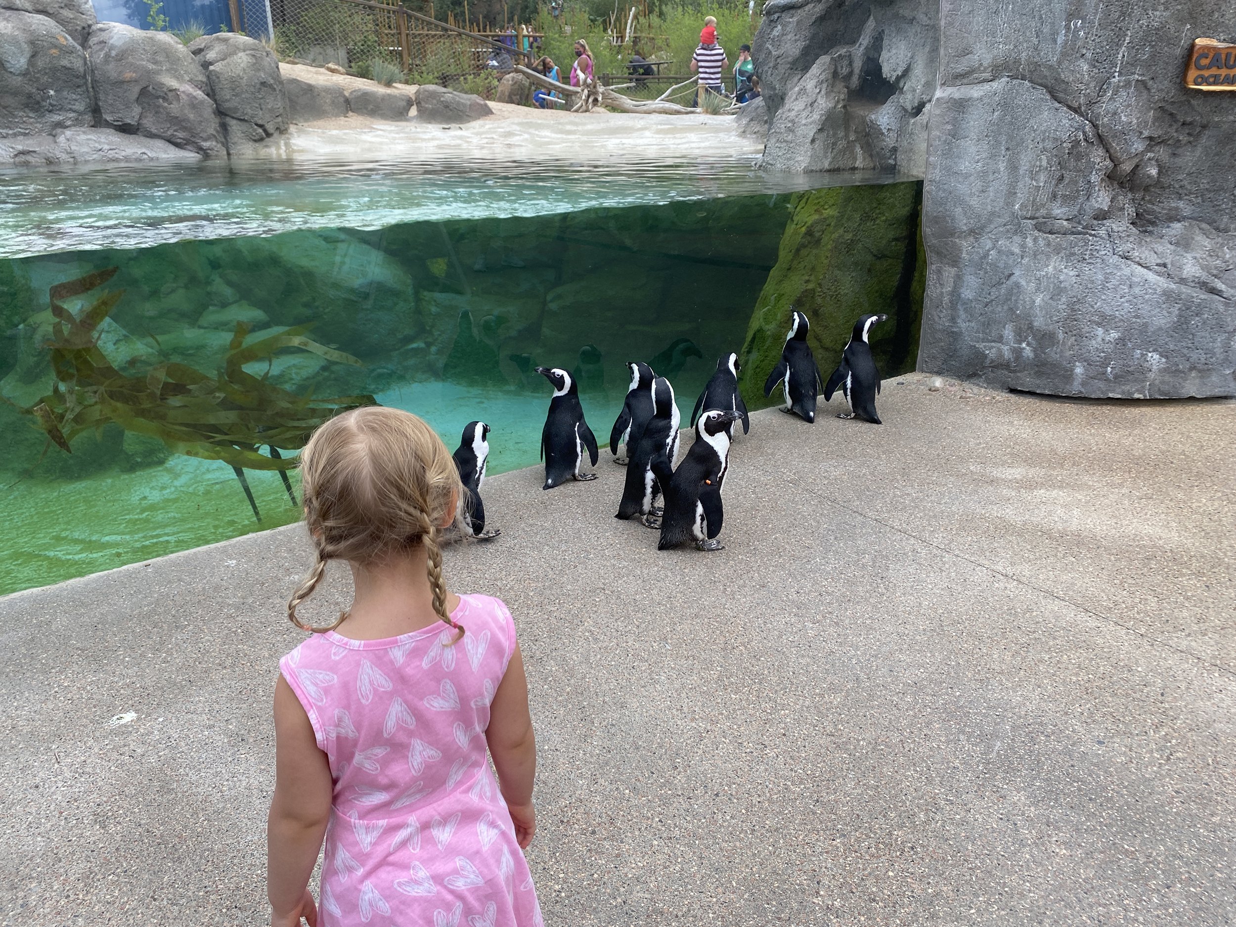 African penguin_walkabout by lower pool with toddler guest_Amanda Holden_7-13-20w.jpg