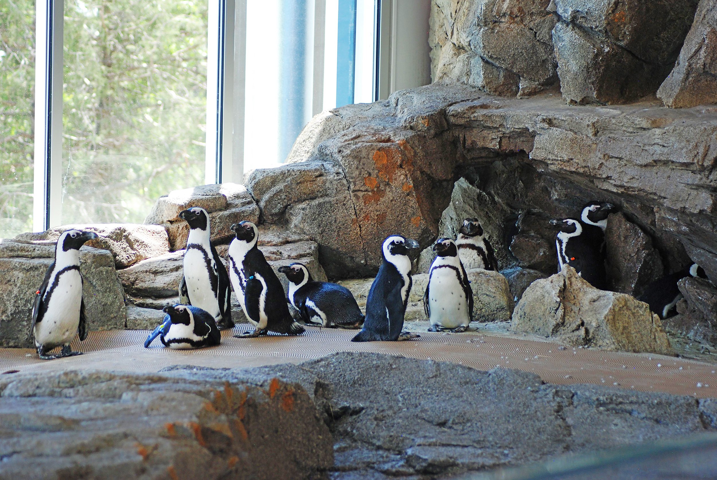 African penguins_Flock indoors_Jenny K_6-2-20w.jpg