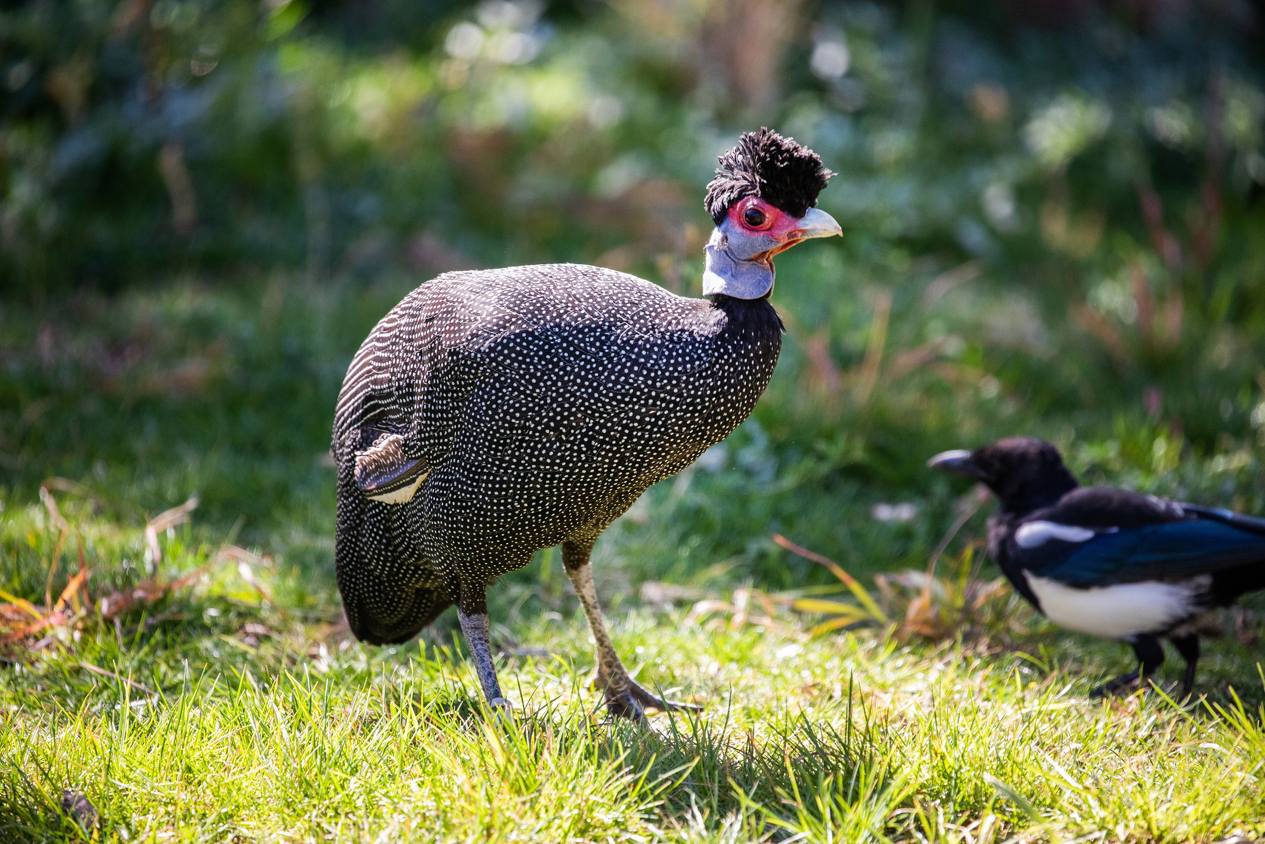 Guinea fowl_Elvis_in yard summer_Keri D_10-1-20w.jpg