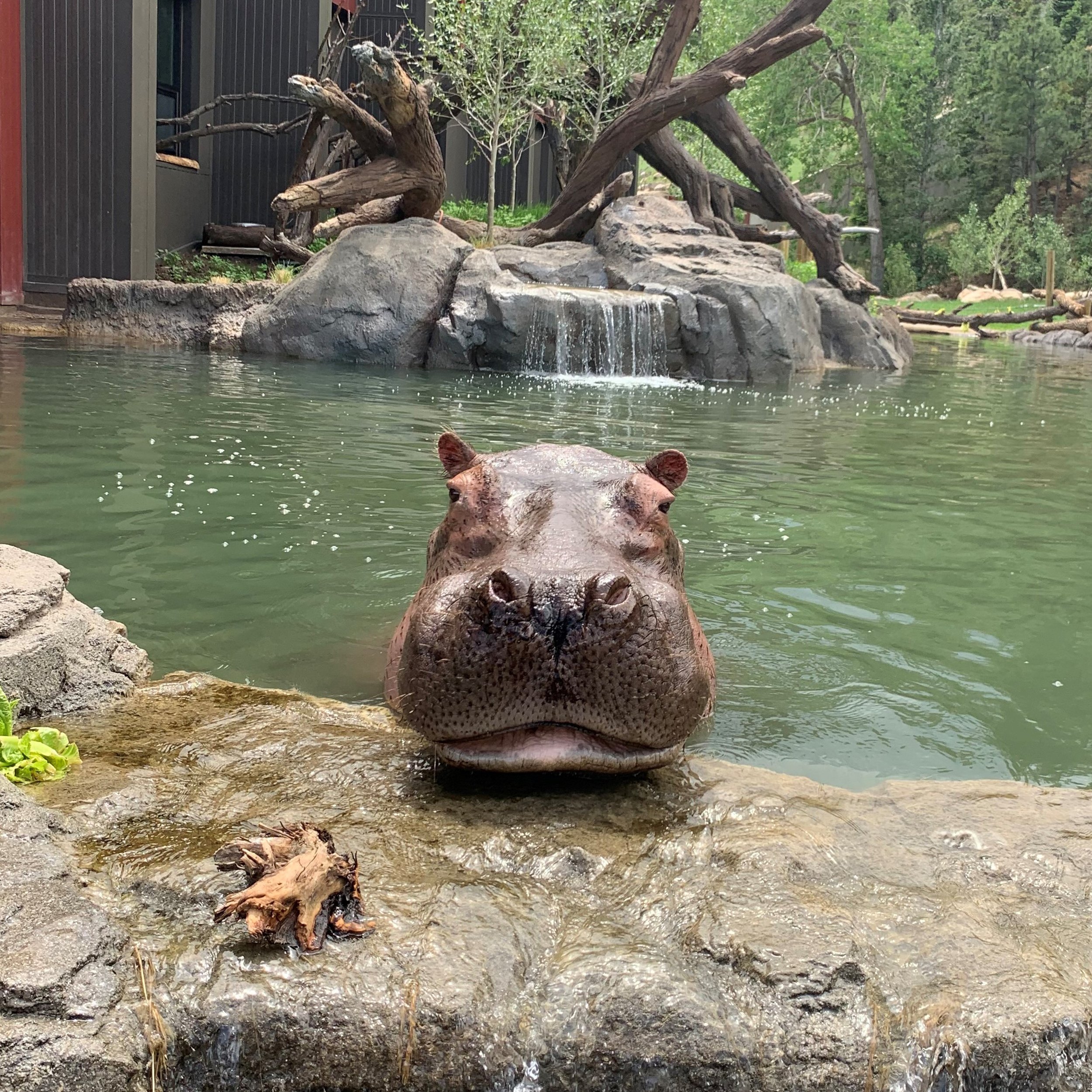 Hippo_Zambezi_Waterfall Close Up_Grace V_6-3w.jpg