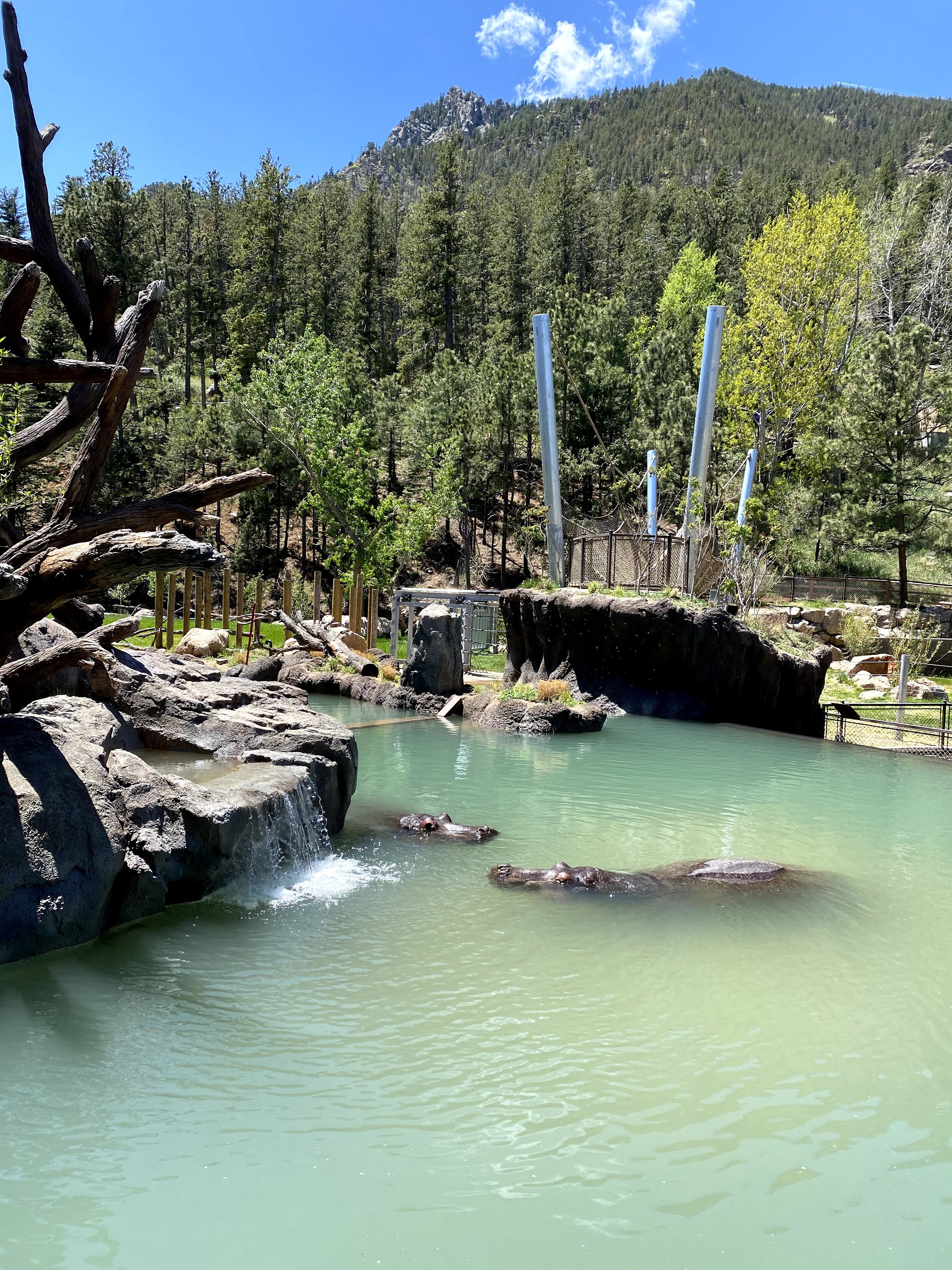 Hippos_In water with scenery_Alexandra C_5-22-20w.jpg