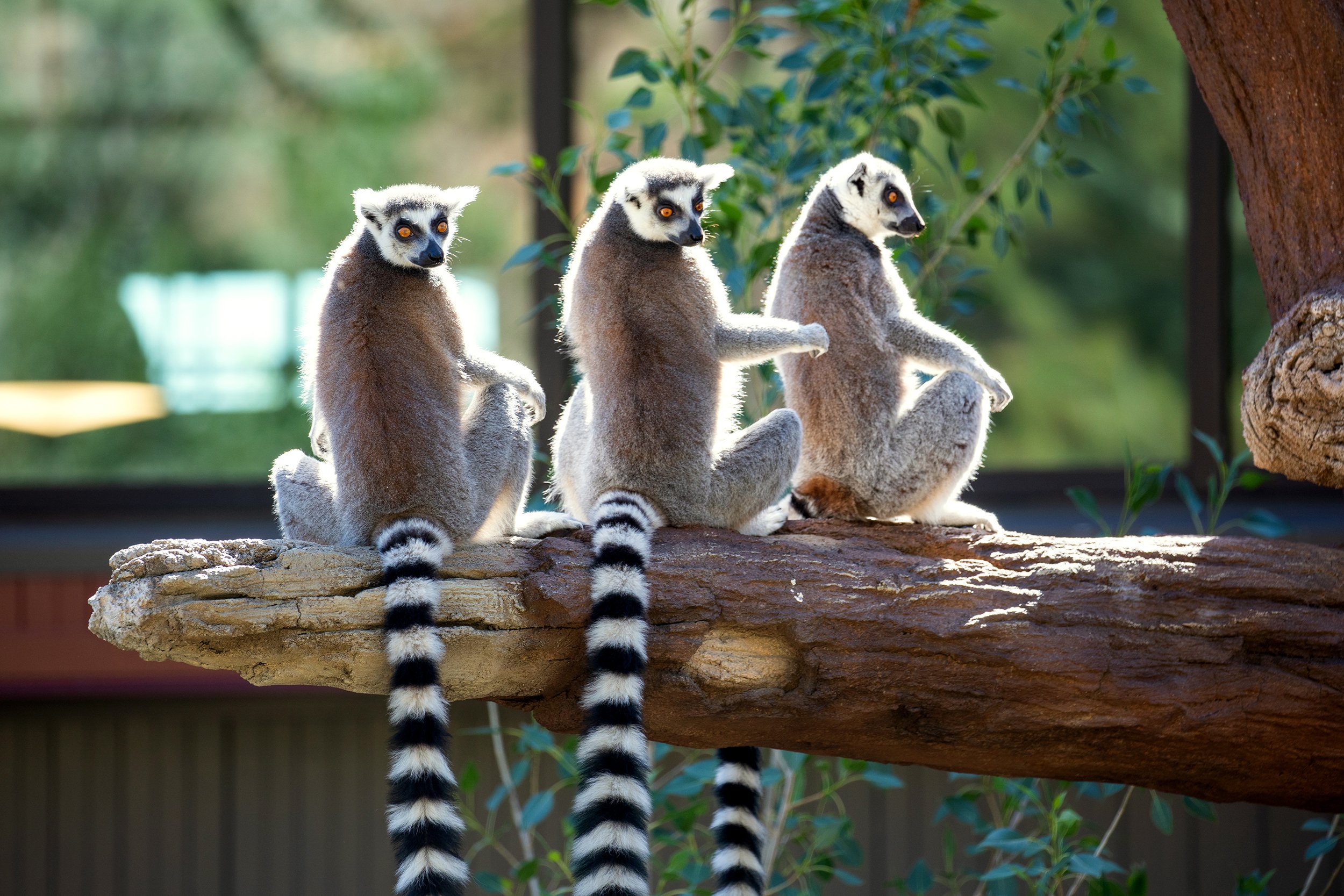 Lemurs_Rogue Allagash Hercules_Sunbathing_Keri D_06-11-20w.jpg