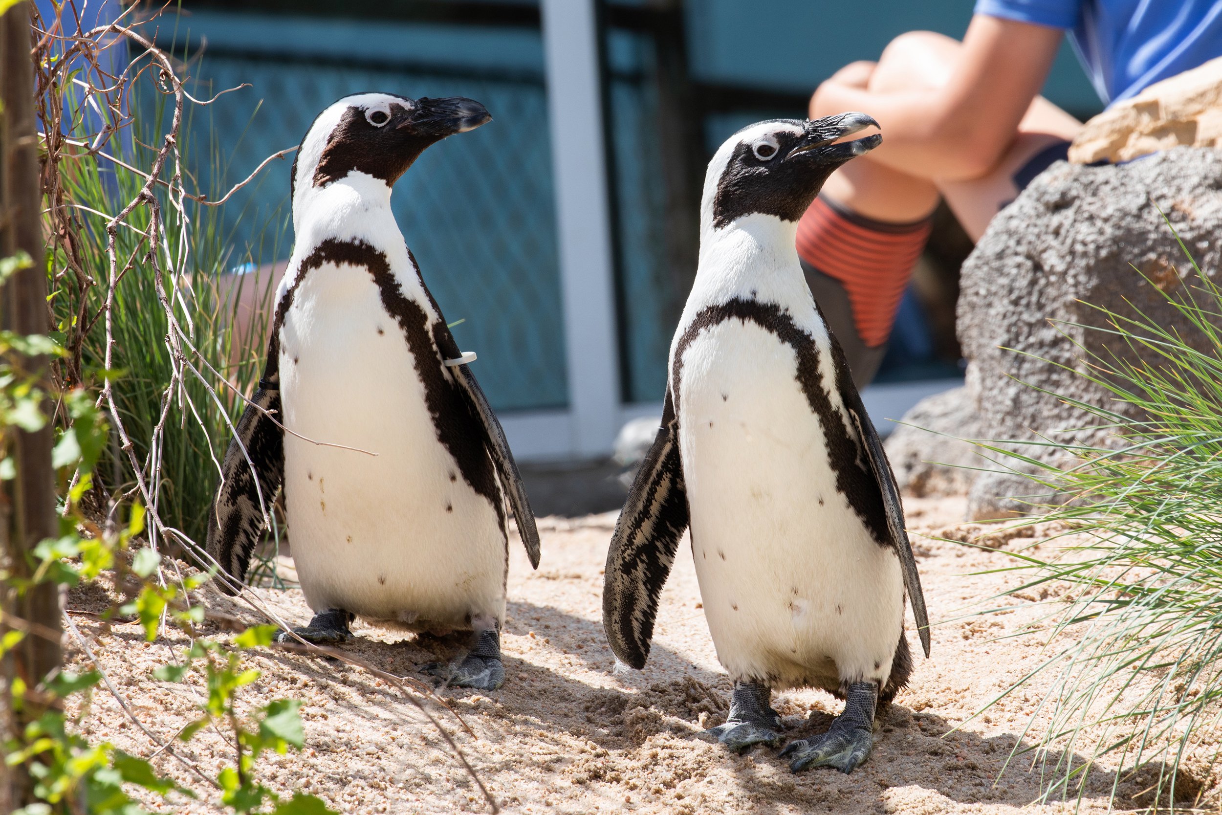 Penguins_Rufaro and Rudo_KeriD_06-3-20w.jpg