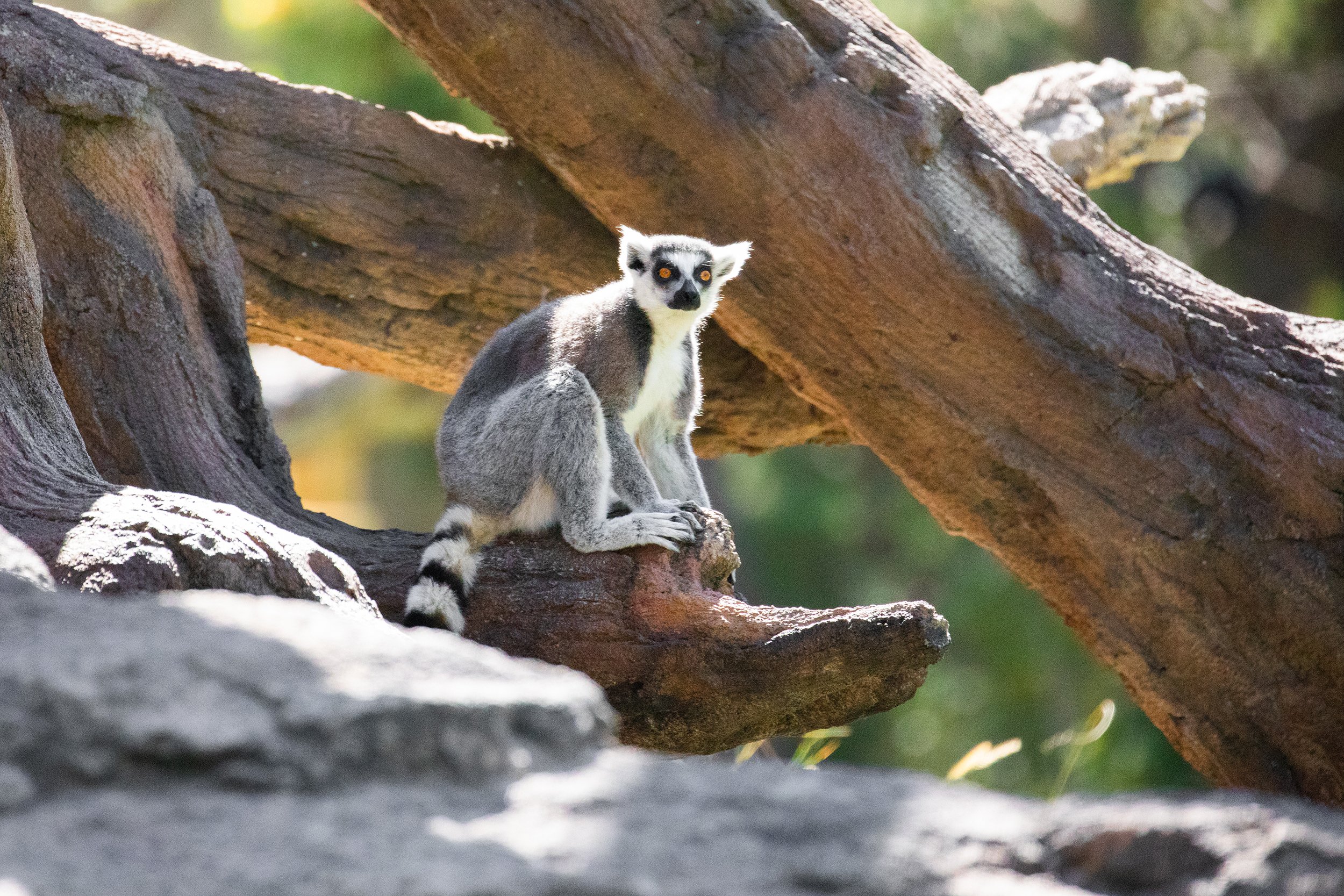 Ringtailed lemur_Keri D_10-01-20-2w.jpg