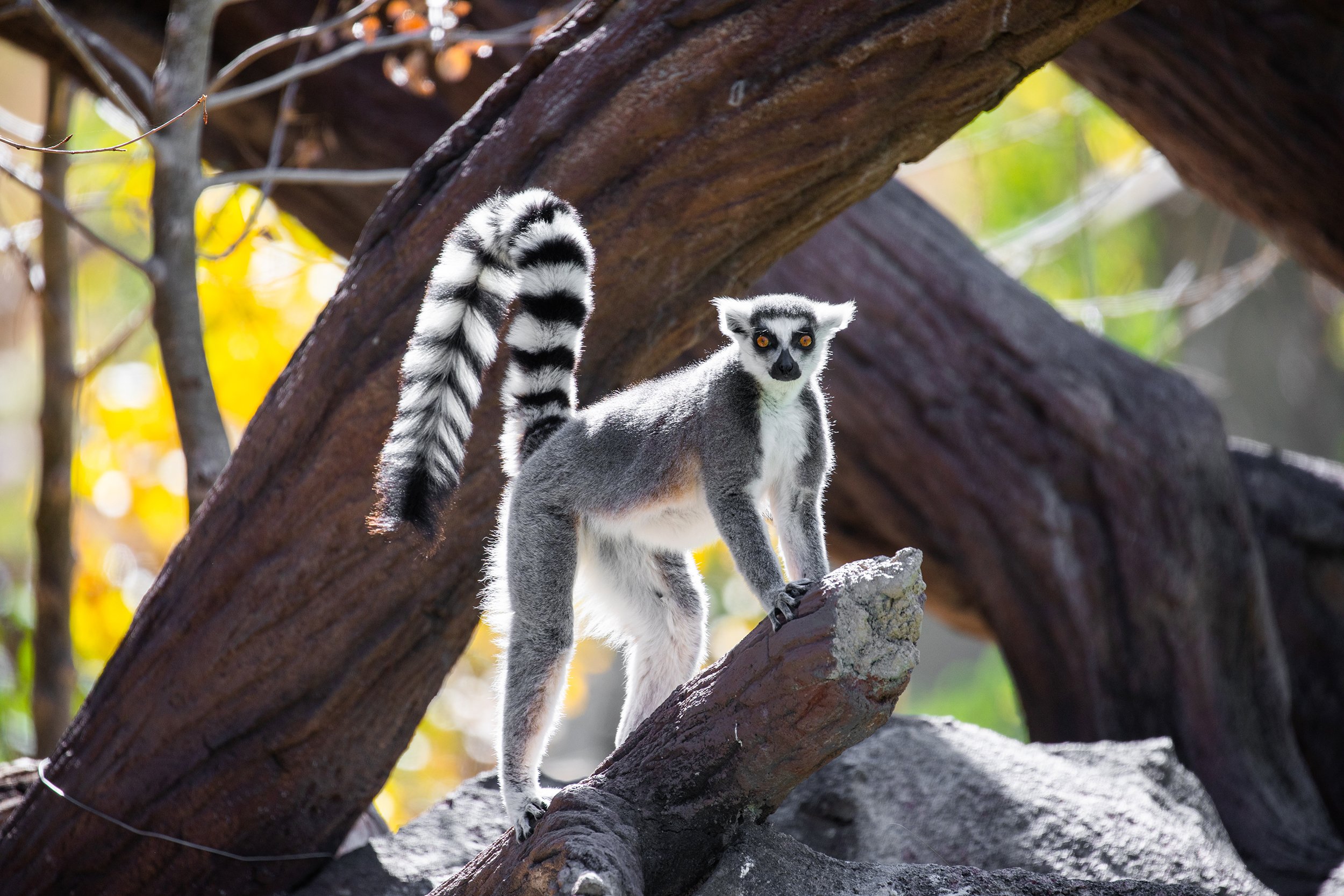 Ringtailed lemur_Keri D_10-01-20-3w.jpg
