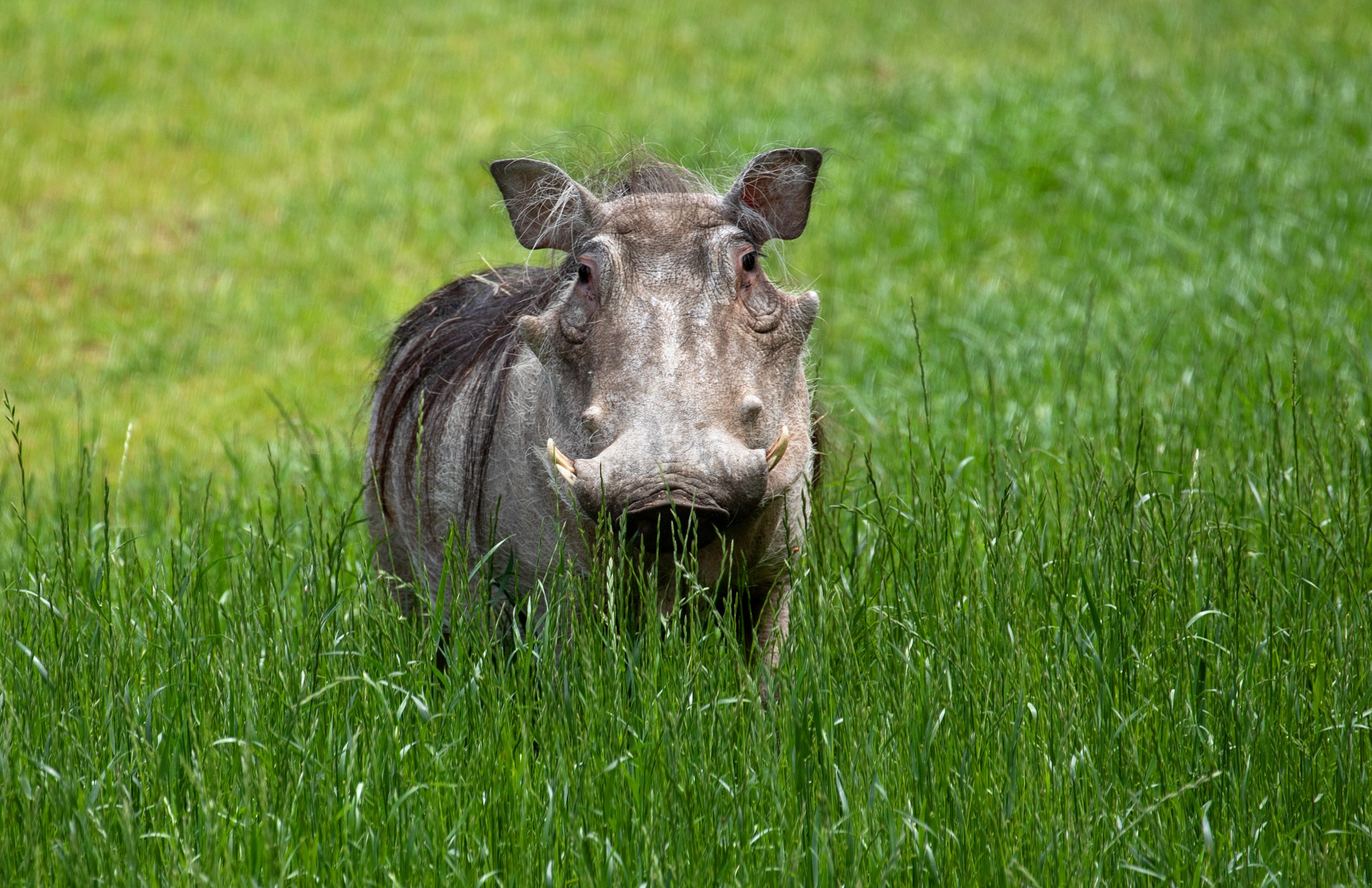 Warthogs_Penelope Alexander_KeriD_06-3-20-3cropw.jpg