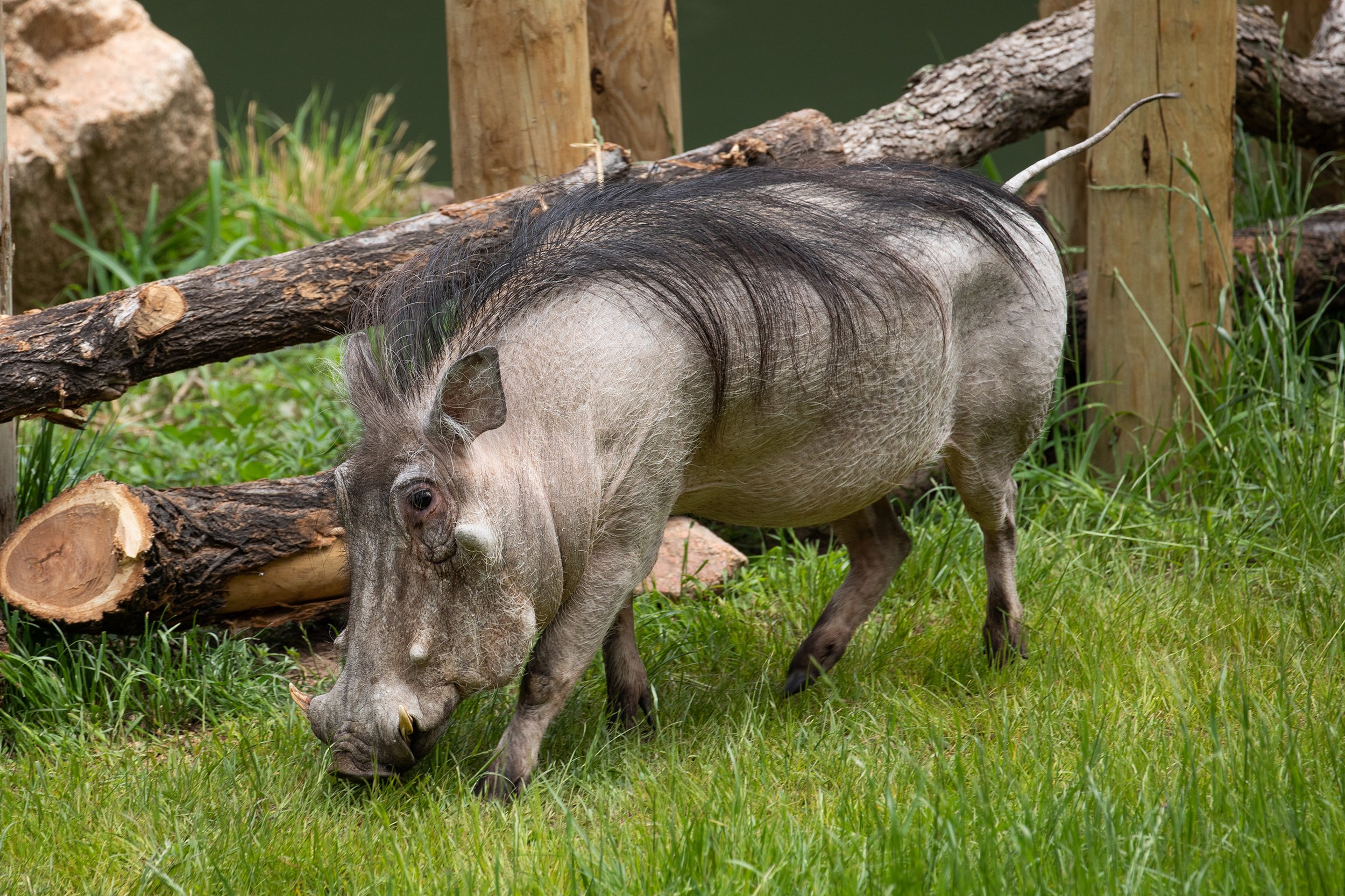 Warthogs_Possibly Alexander_KeriD_06-3-20-5w.jpg