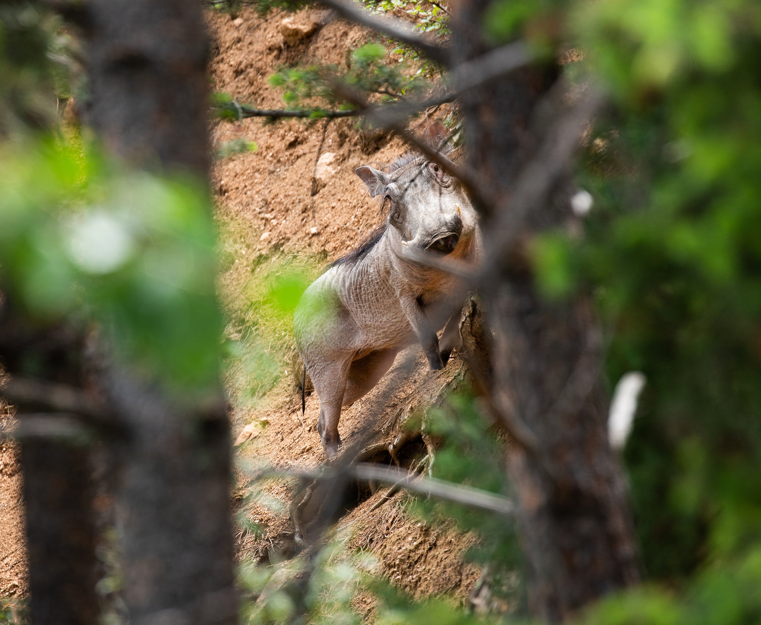 Warthogs_Up yard hill_KeriD_06-3-20-1w.jpg