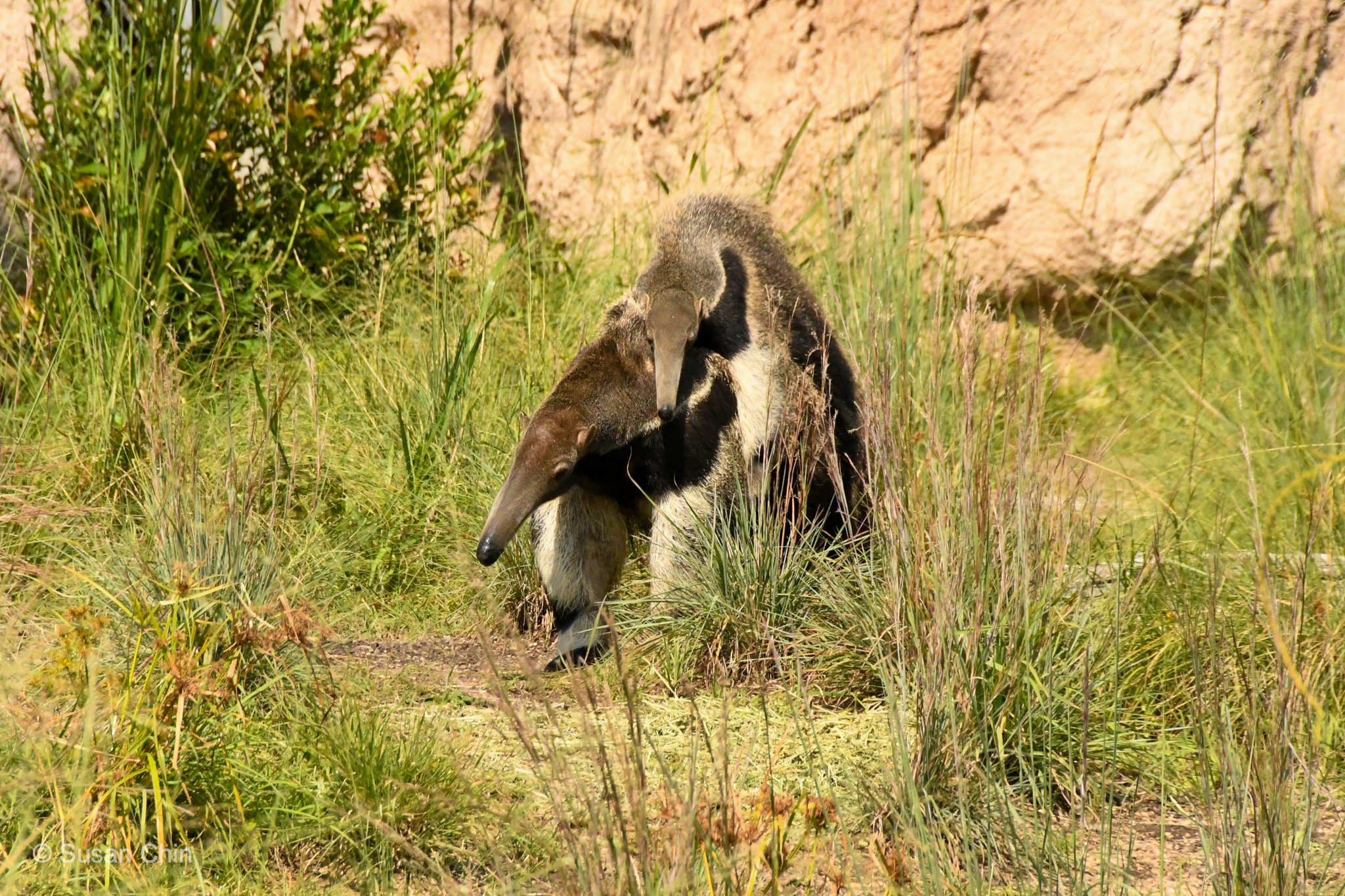 CHIN_HZ_Pantanal 20_10_03_3764.jpg